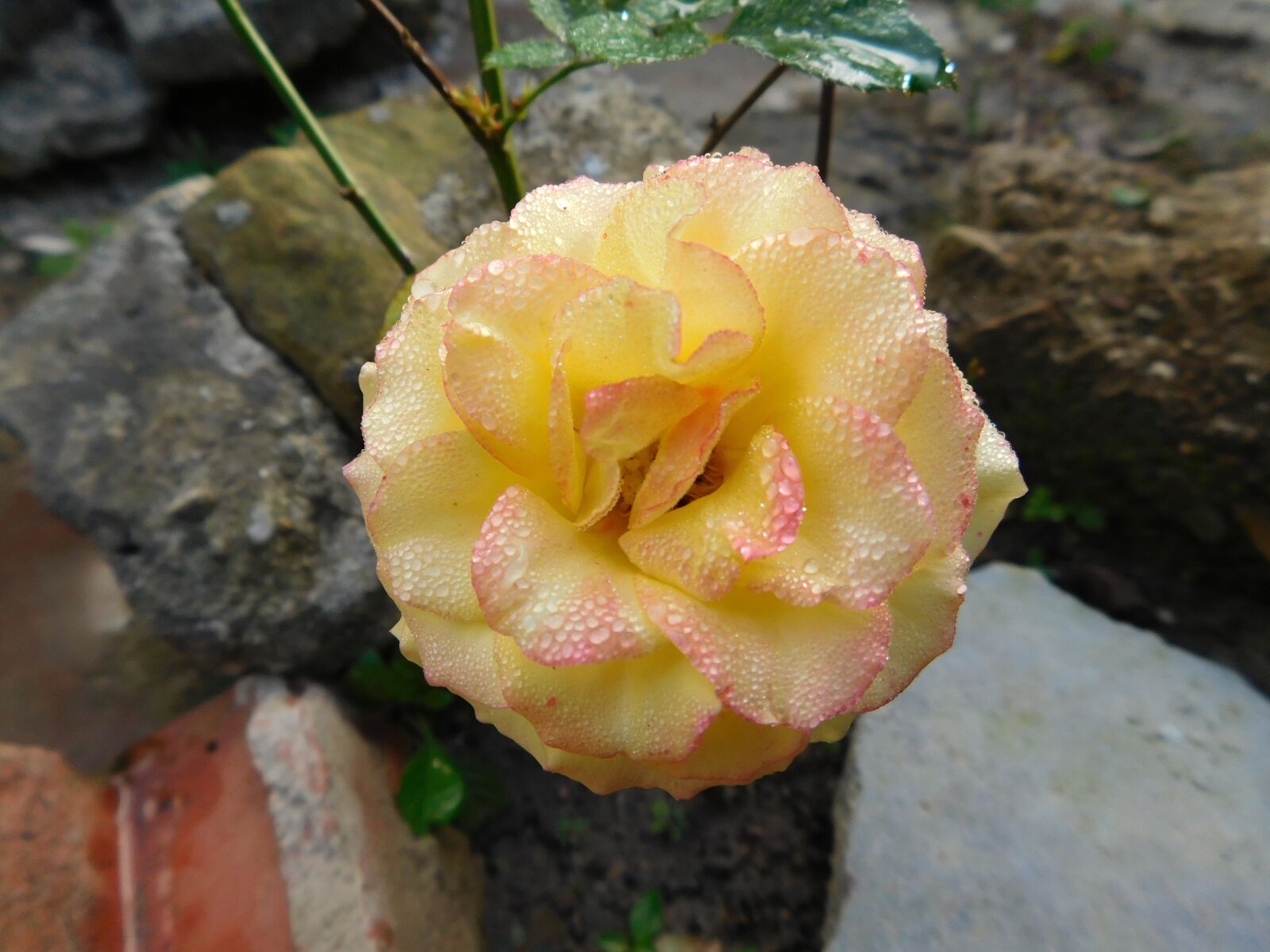Nikon Coolpix L840 sample photo. Rosa, flower, yellow photography