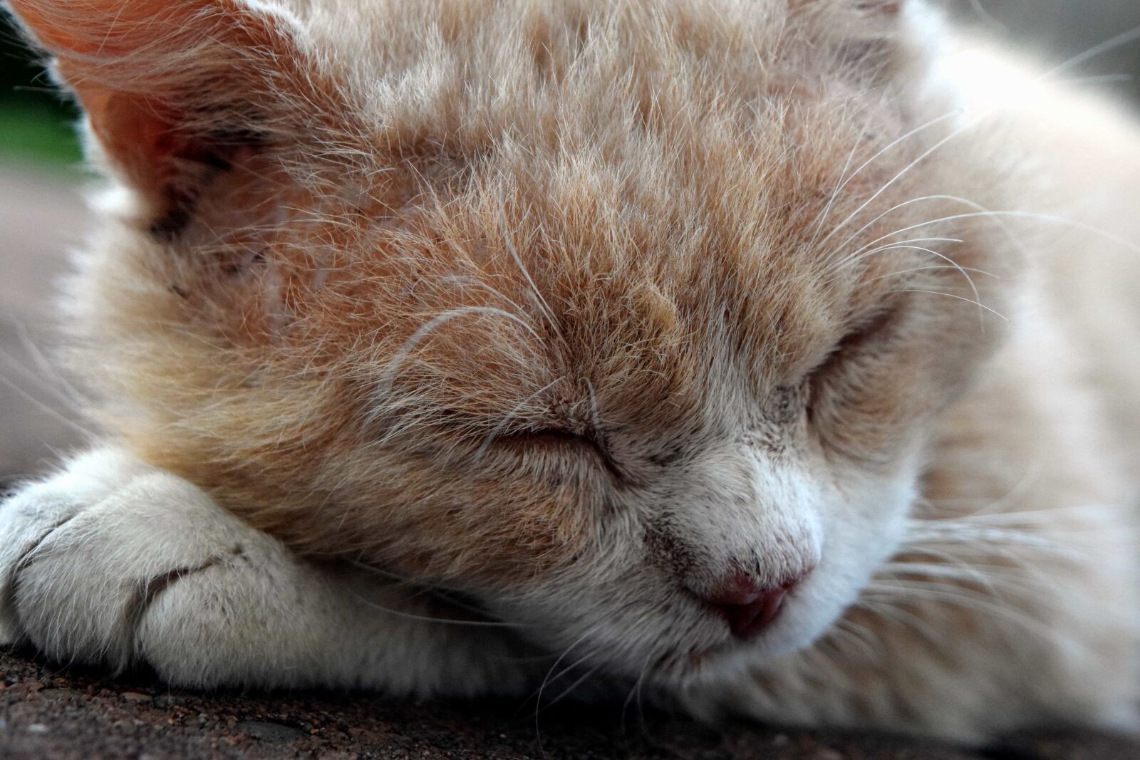 Nikon D3300 sample photo. Eye, cute, cat, pet photography