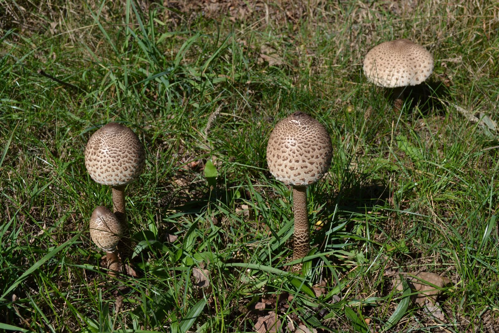 Nikon D3100 sample photo. Mushrooms, summer, nature photography