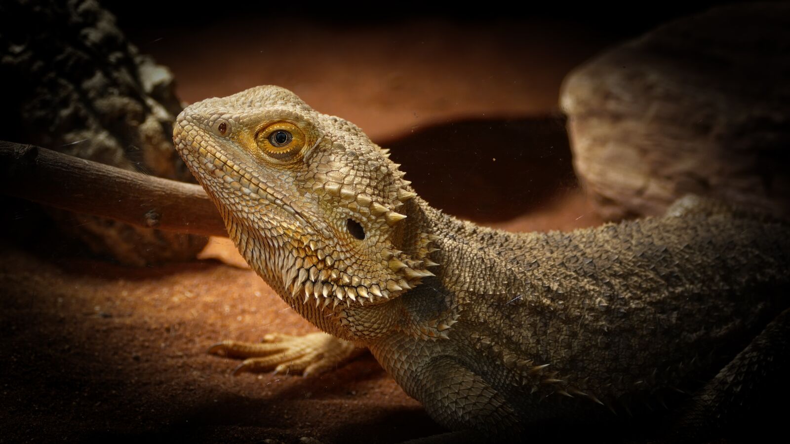 Panasonic Lumix DMC-FZ1000 sample photo. Zoo, lizard, bearded dragon photography