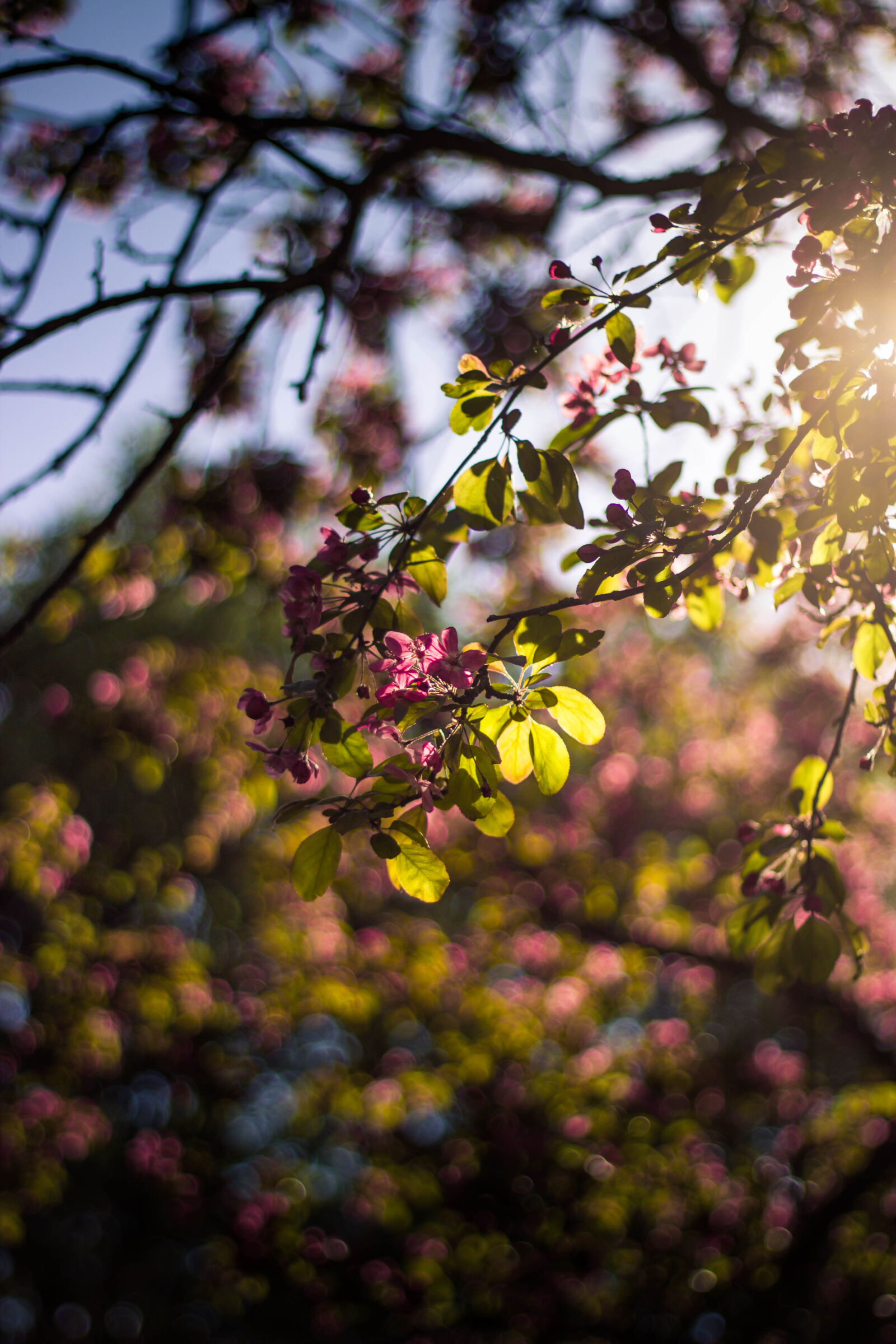 Canon EOS 600D (Rebel EOS T3i / EOS Kiss X5) + Canon EF 50mm F1.8 II sample photo. Pink, and, white, petaled photography
