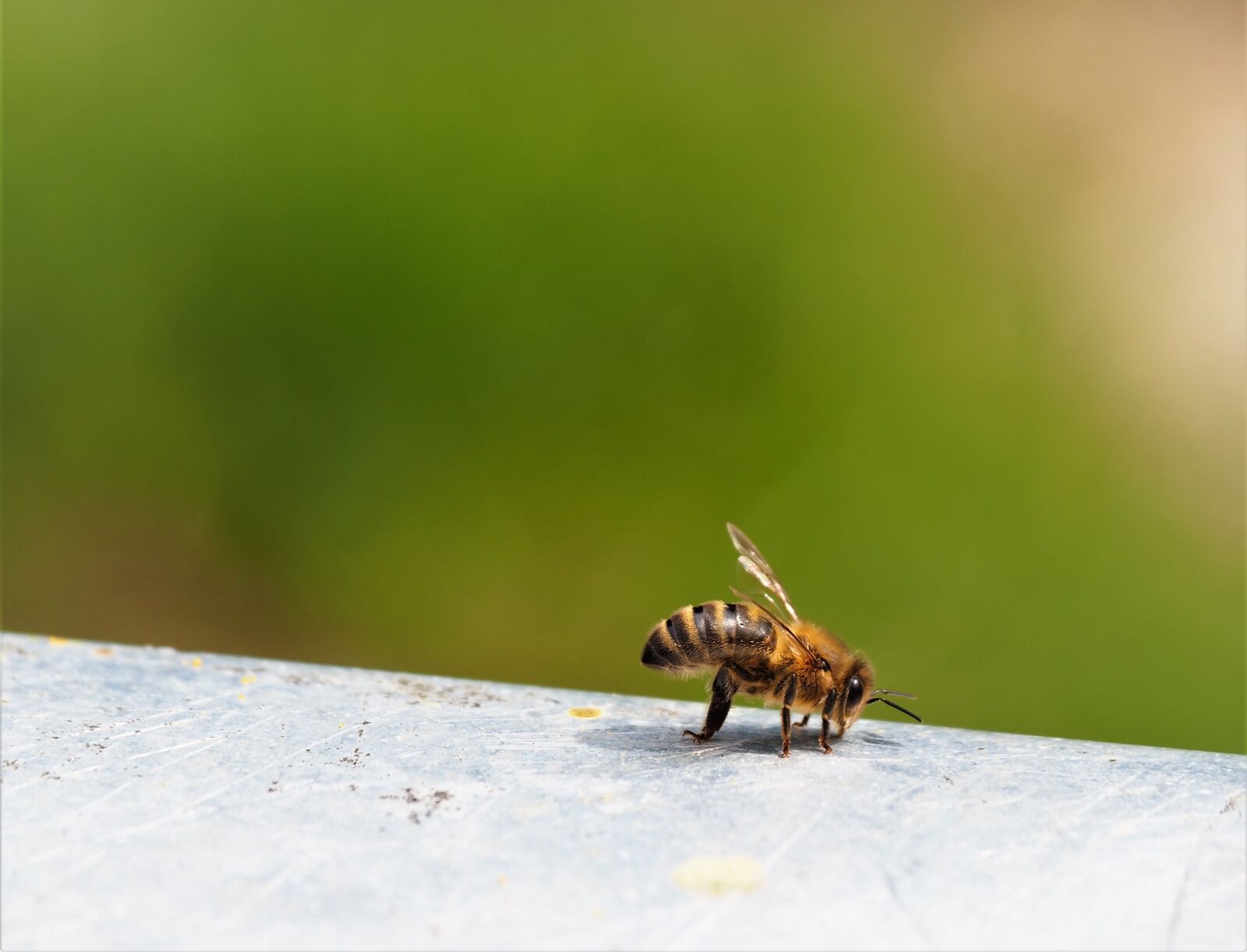 Olympus OM-D E-M10 III sample photo. Bee, insect, nature photography