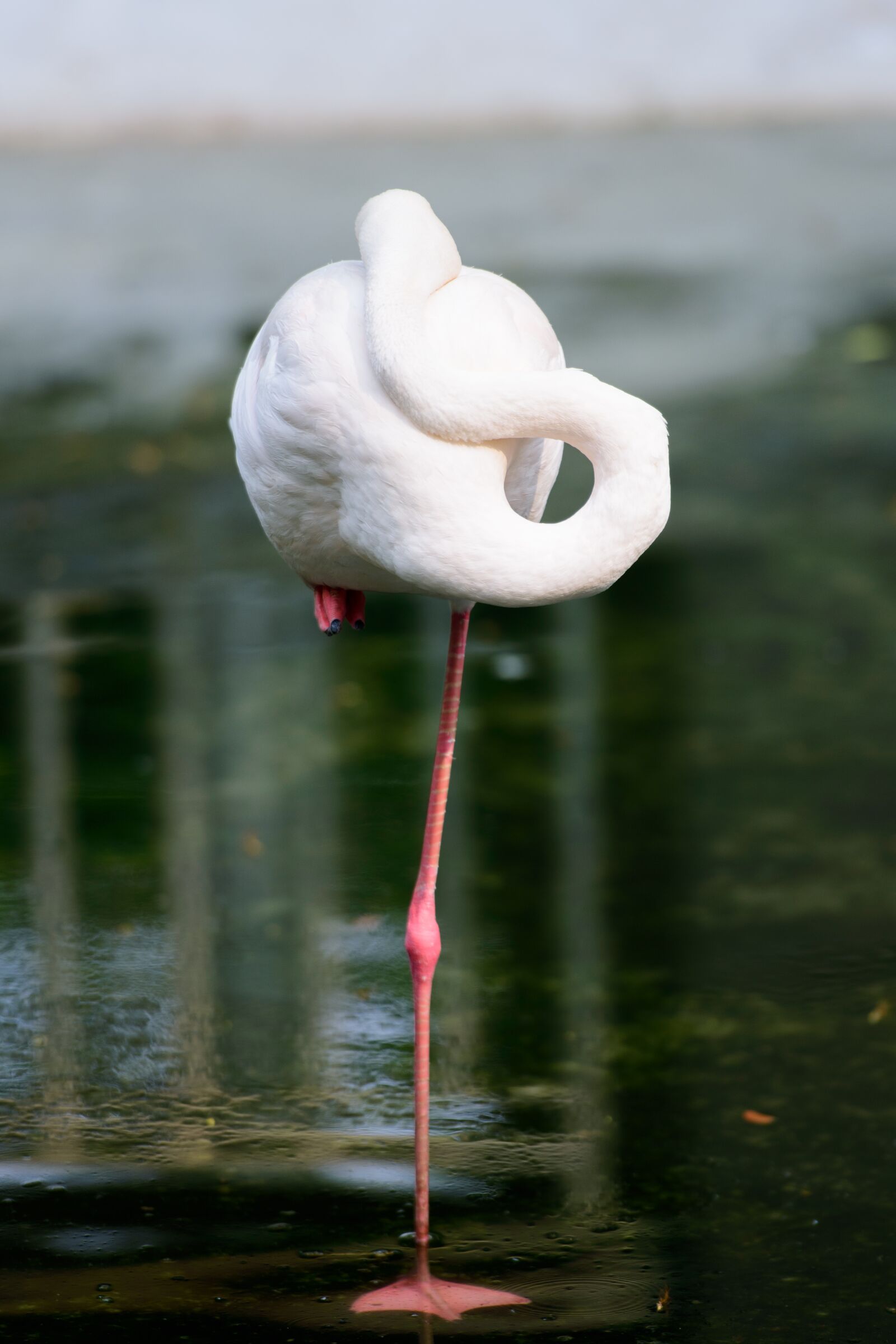Nikon D3400 sample photo. Bird, animal, nature photography