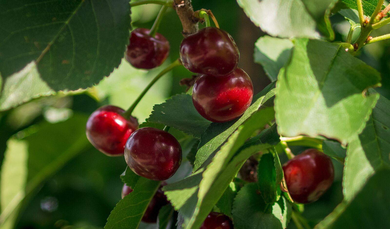 Pentax K-S2 sample photo. Cherries, sour cherries, prunus photography