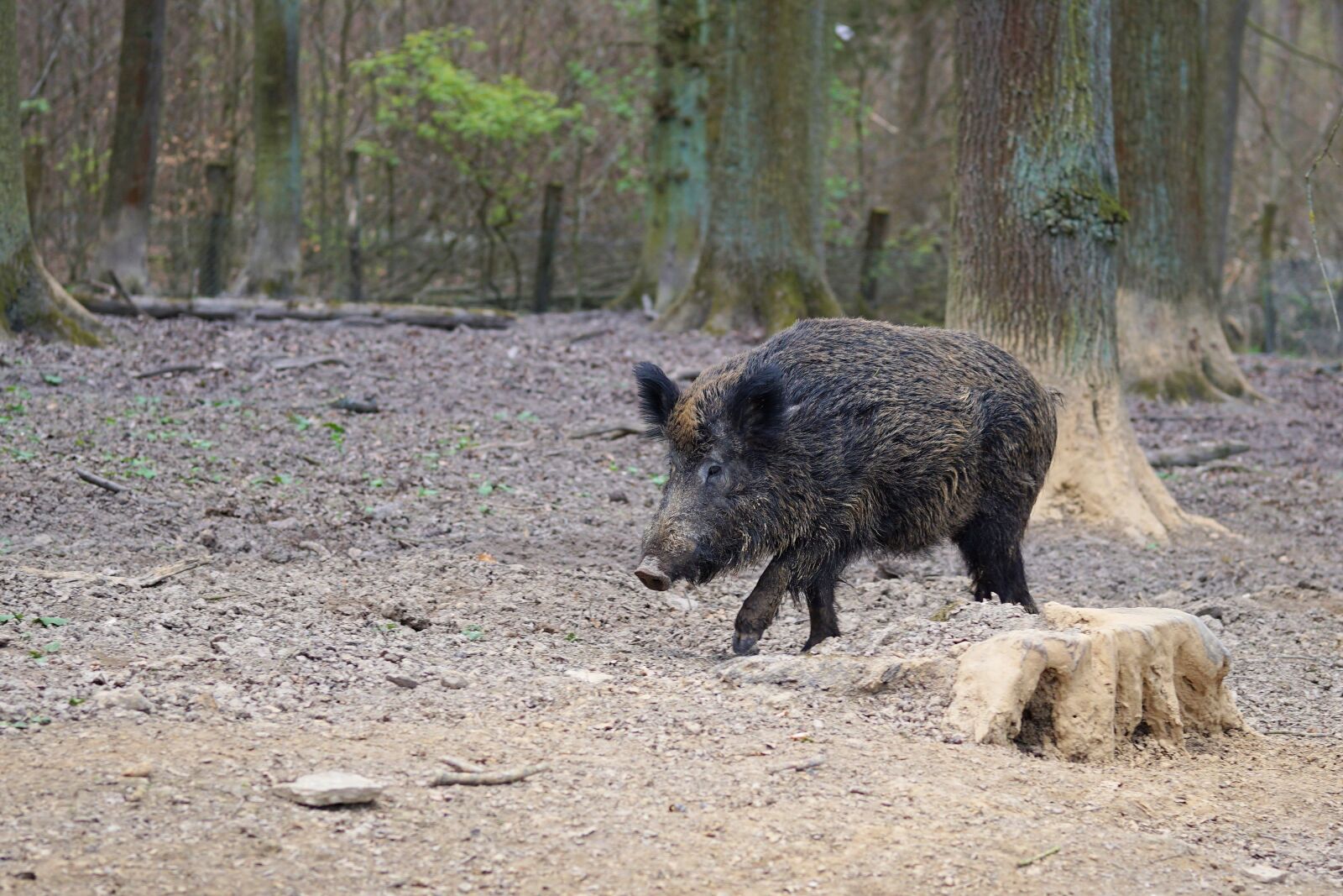 Sony a6000 + E 60mm F2.8 sample photo. Boar, pig, sow photography