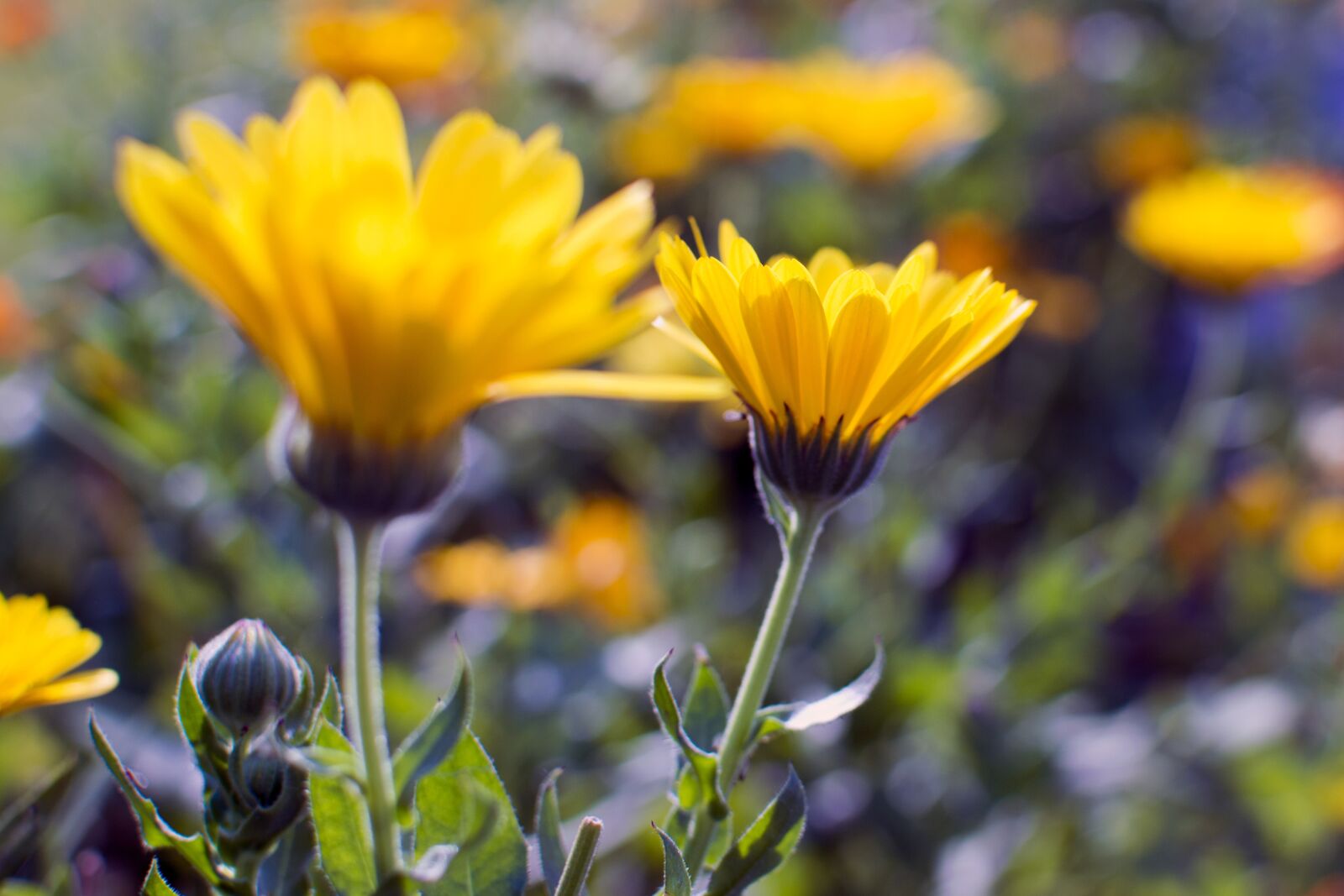 Nikon D3200 sample photo. Flower, nature, beauty photography