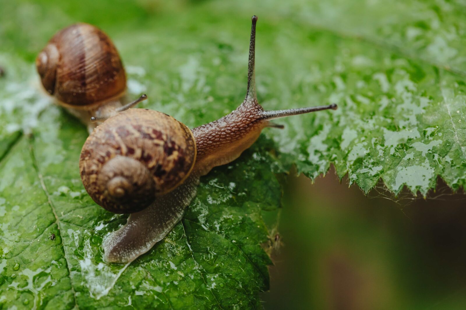 Canon EF 100mm F2.8 Macro USM sample photo. Rainy season, side view photography