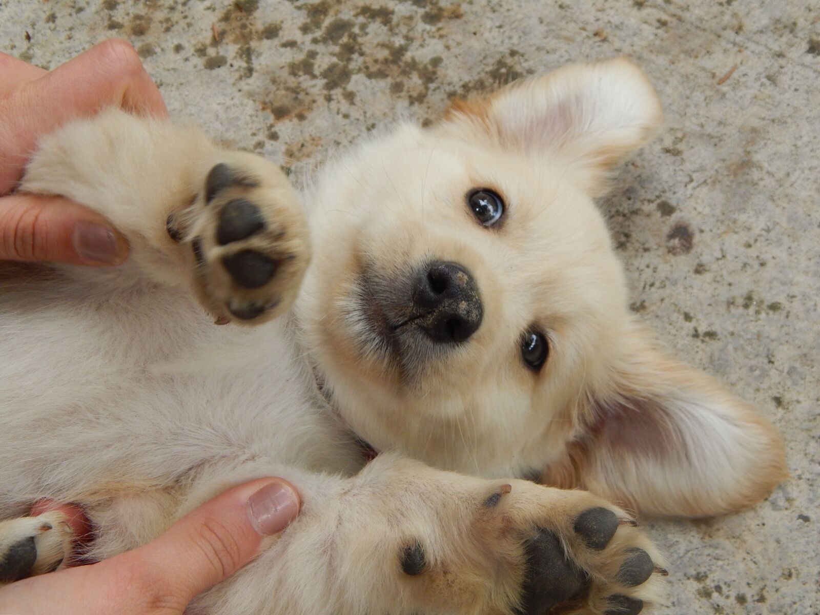 Nikon Coolpix L820 sample photo. Dog, puppy, animal photography