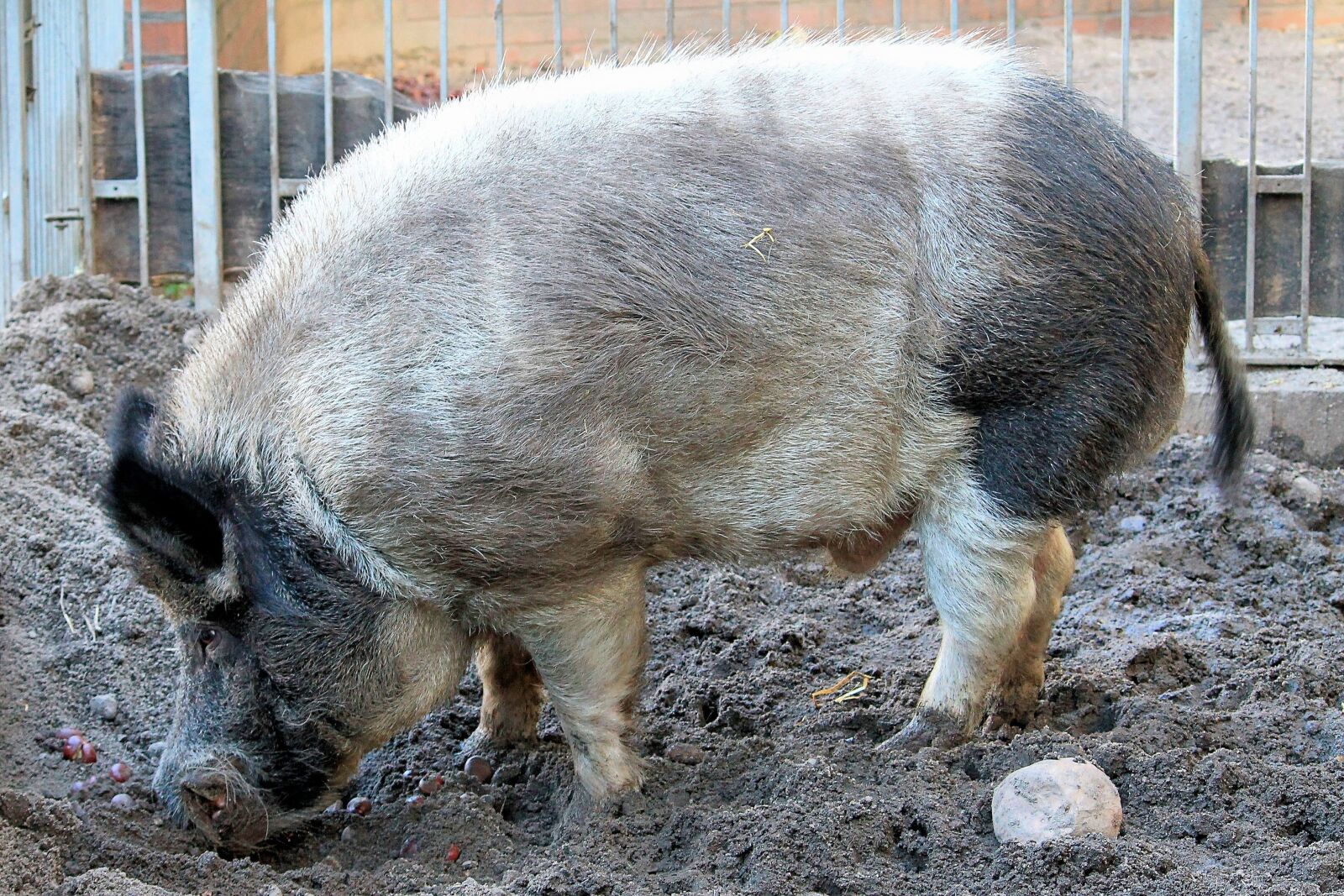 Canon EF-S 55-250mm F4-5.6 IS II sample photo. Boar, pig, wild photography
