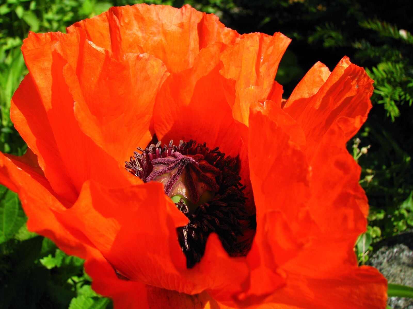 Canon POWERSHOT S5 IS sample photo. Poppy, flower, nature photography