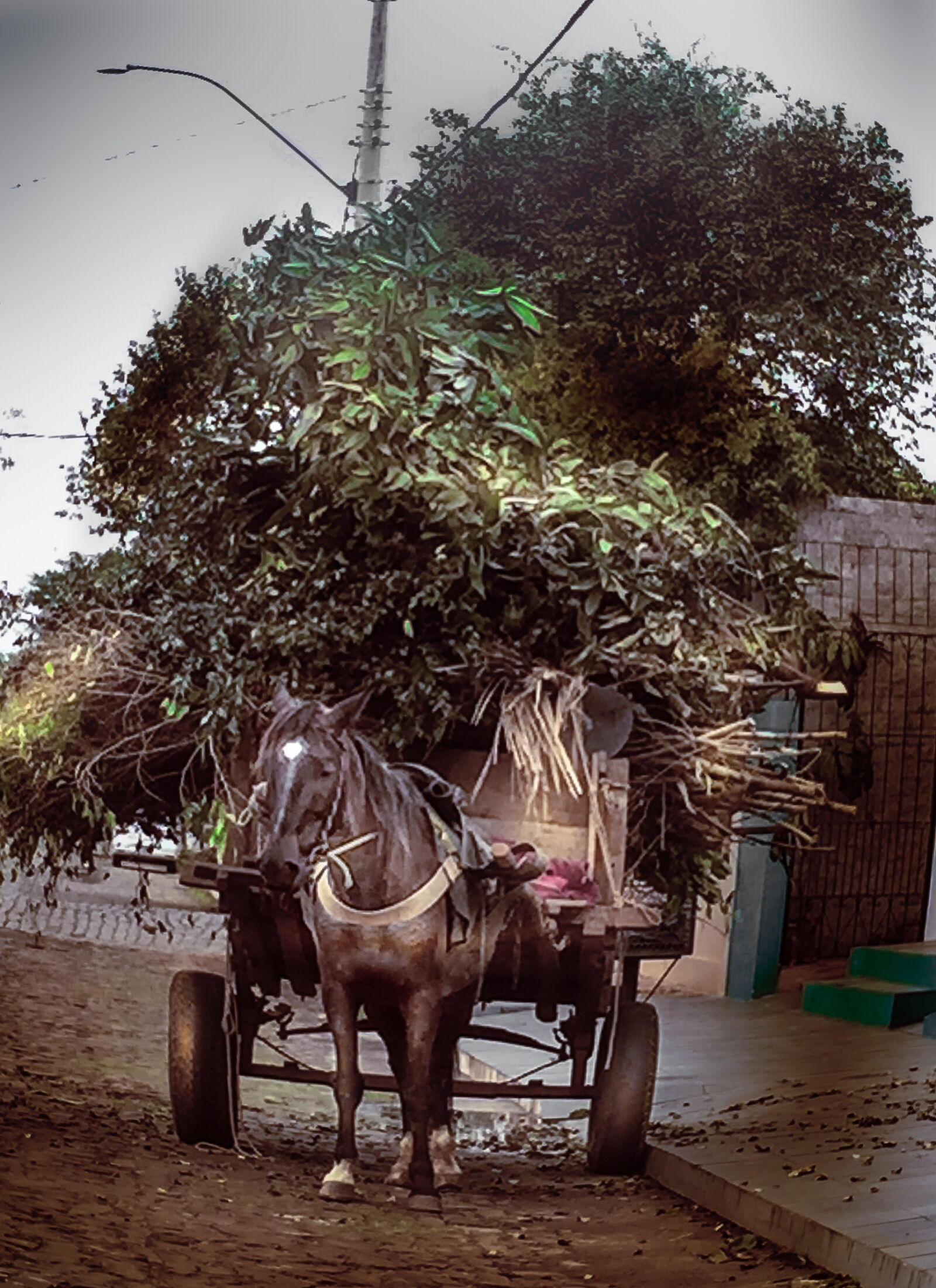 iPhone 6 back camera 4.15mm f/2.2 sample photo. Cavalo, trabalho, transporte photography