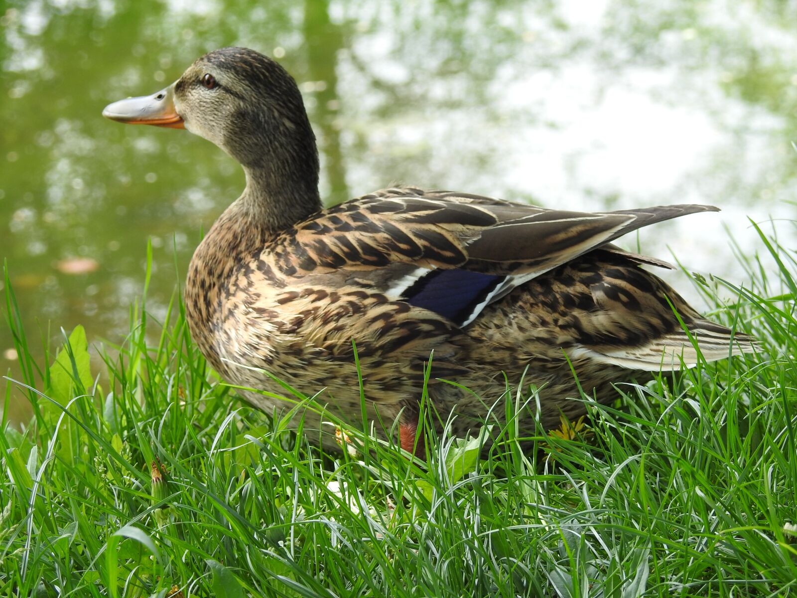 Nikon Coolpix P900 sample photo. Birds, duck, nature photography