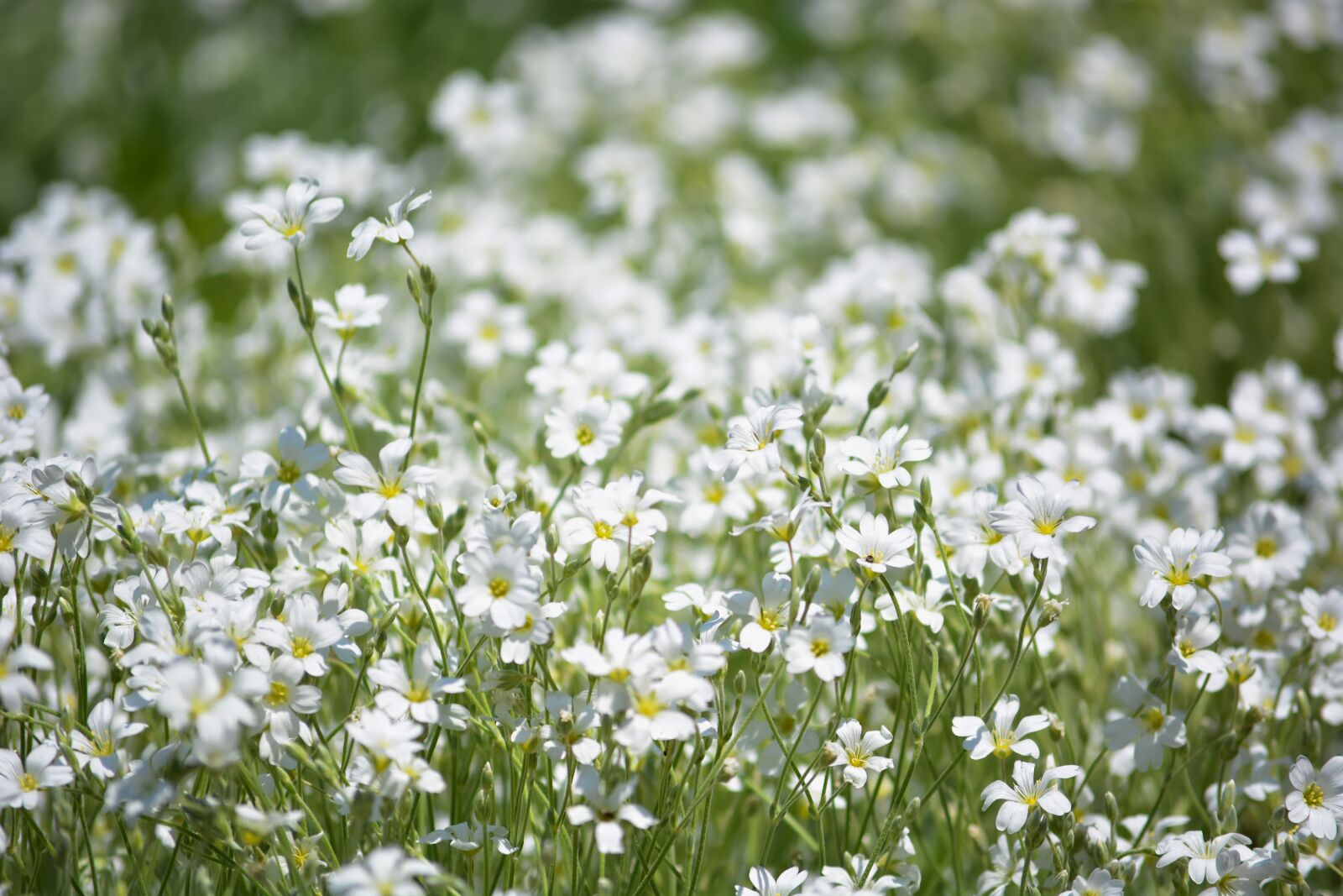 Nikon D5200 sample photo. Flowers, white, green photography