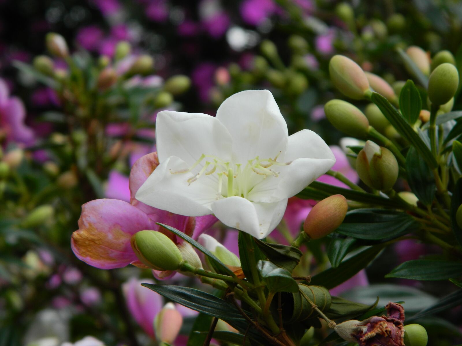 Nikon Coolpix L120 sample photo. Flowers, flower, garden photography