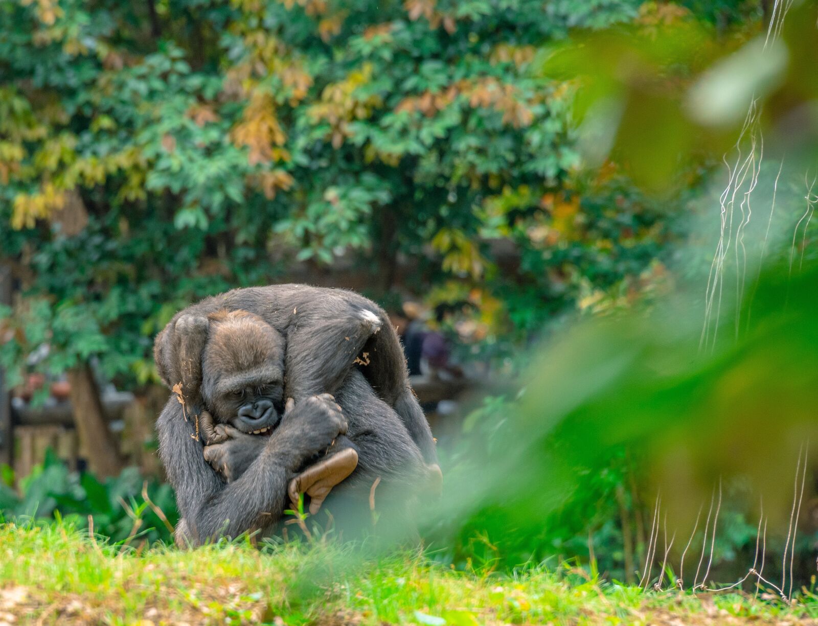 Nikon D750 sample photo. Gorilla, monkey, animal photography