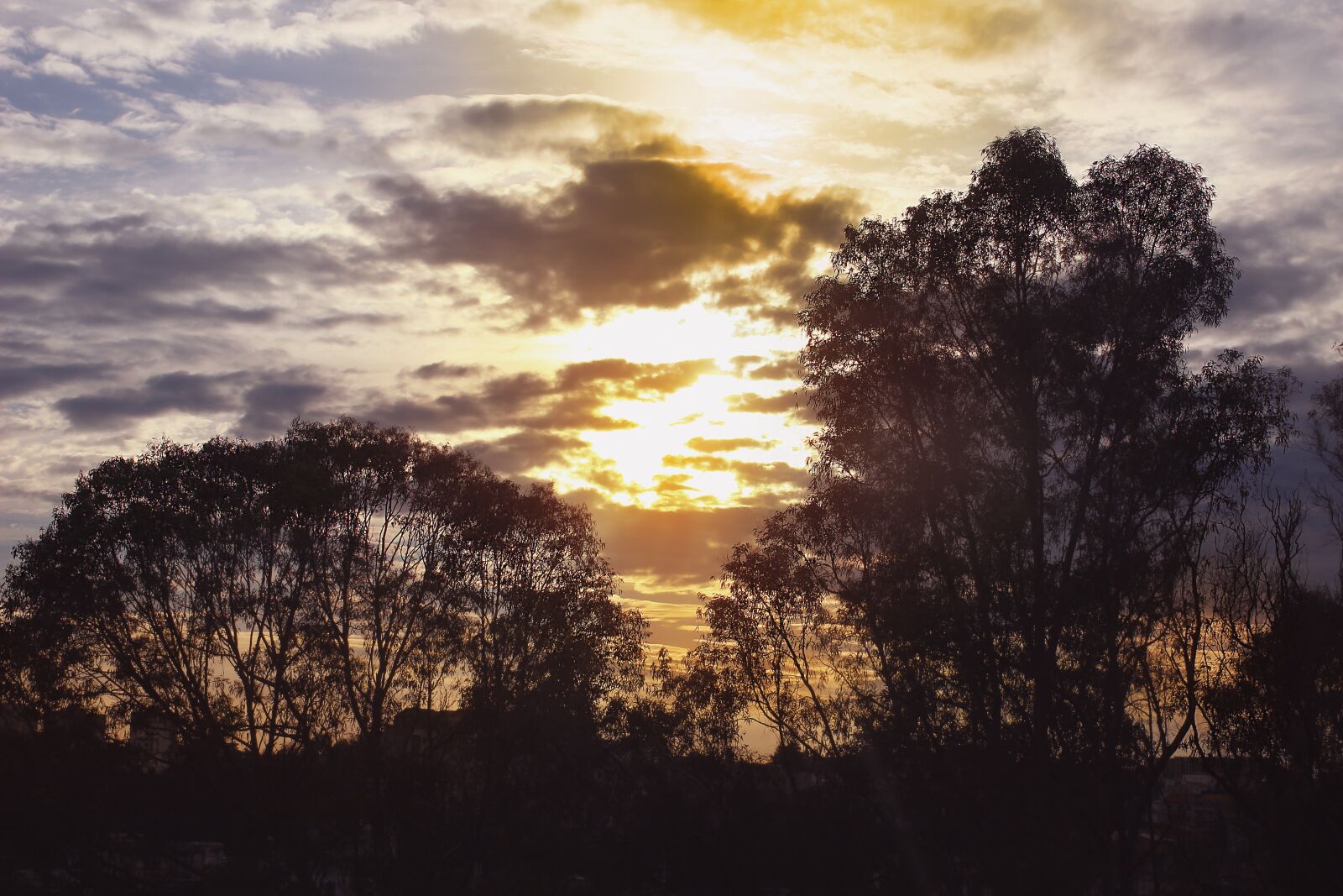 Canon EOS 600D (Rebel EOS T3i / EOS Kiss X5) sample photo. Forest, tree, sky photography