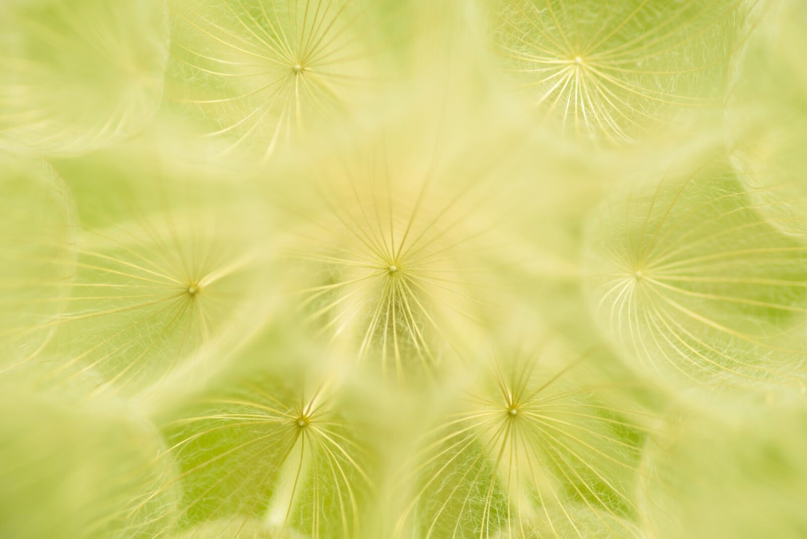 Nikon D600 sample photo. Dandelion, flower, orange photography