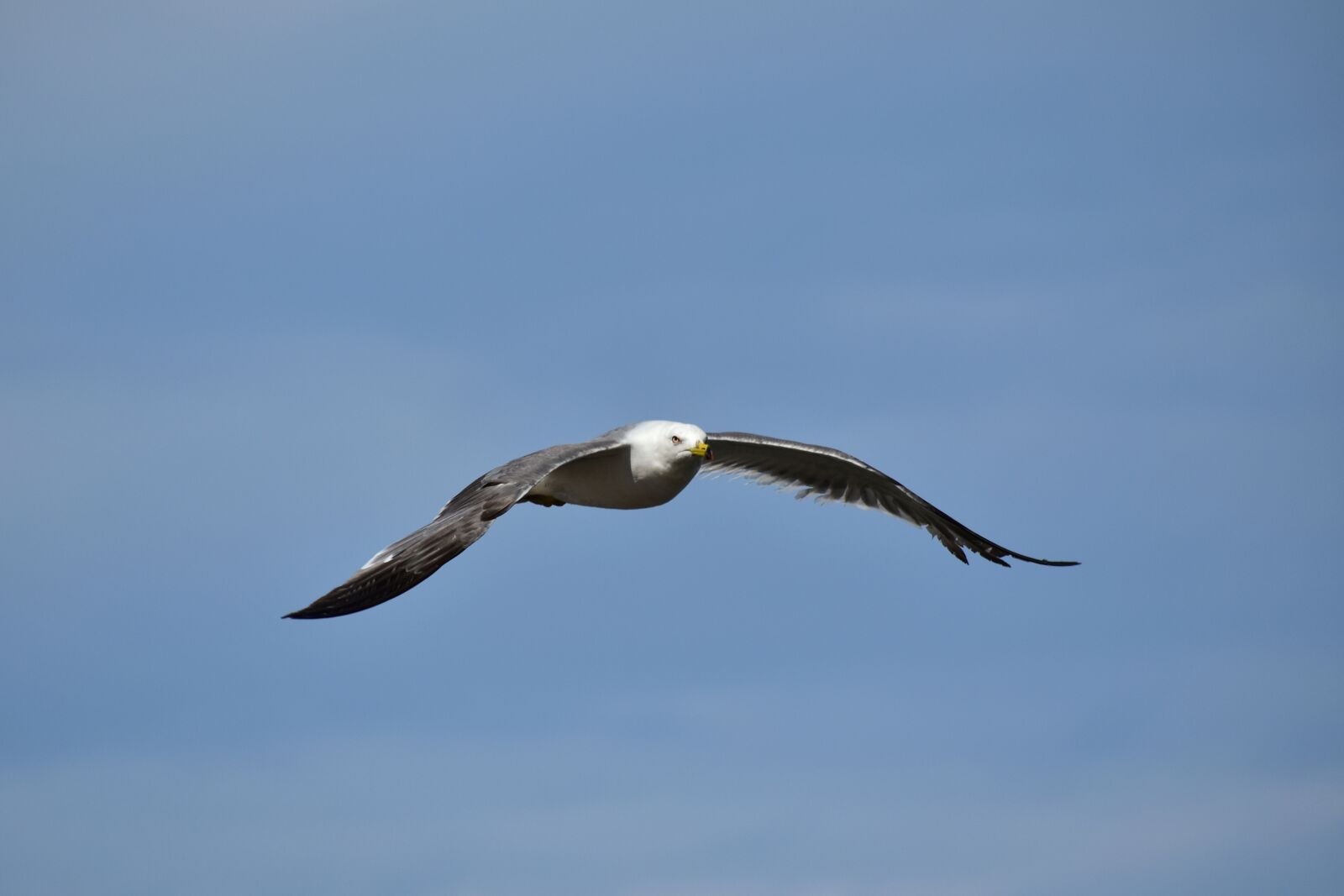 Nikon D7200 sample photo. Animal, sky, bird photography