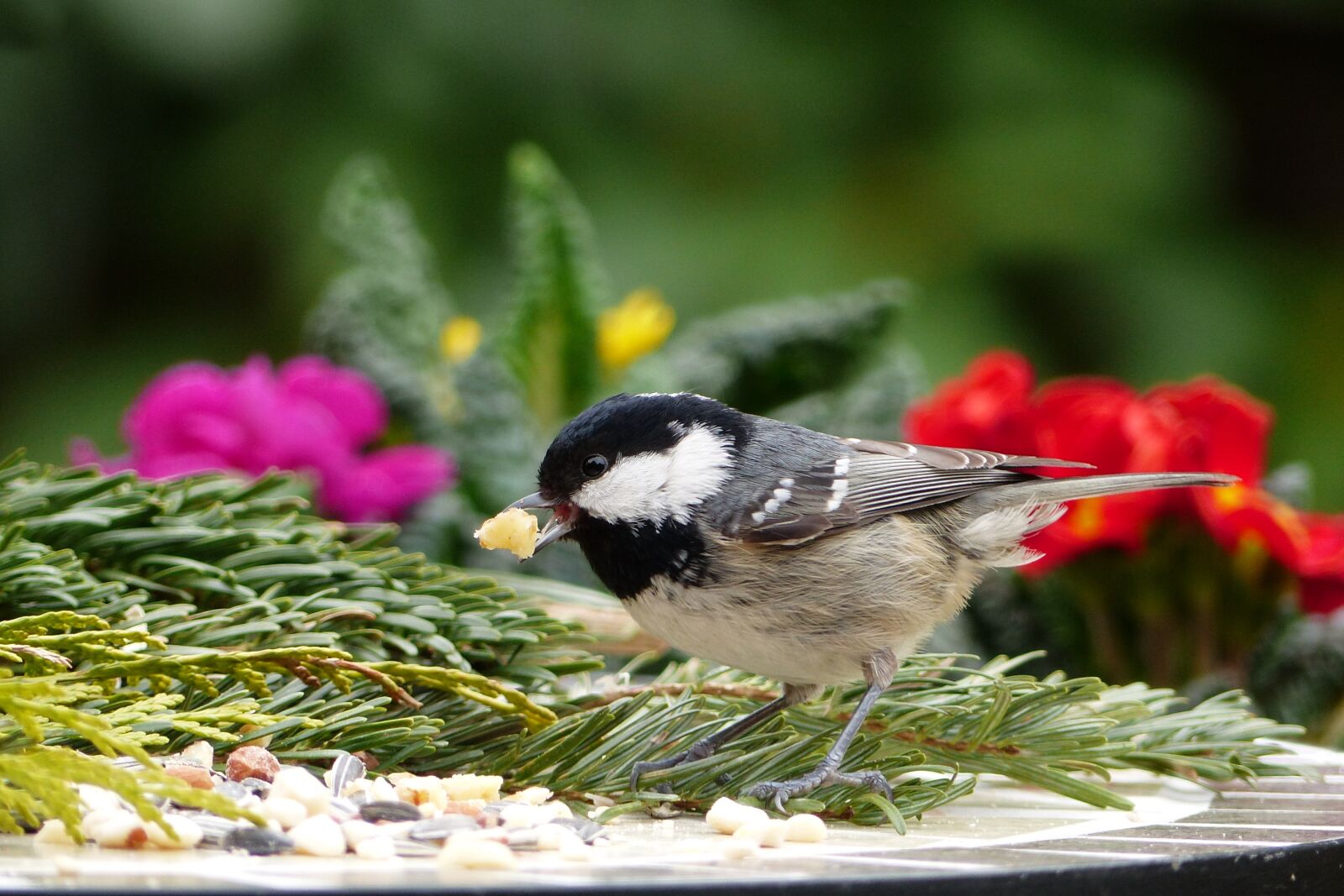 Panasonic Lumix DMC-FZ200 sample photo. Animal, bird, tit photography
