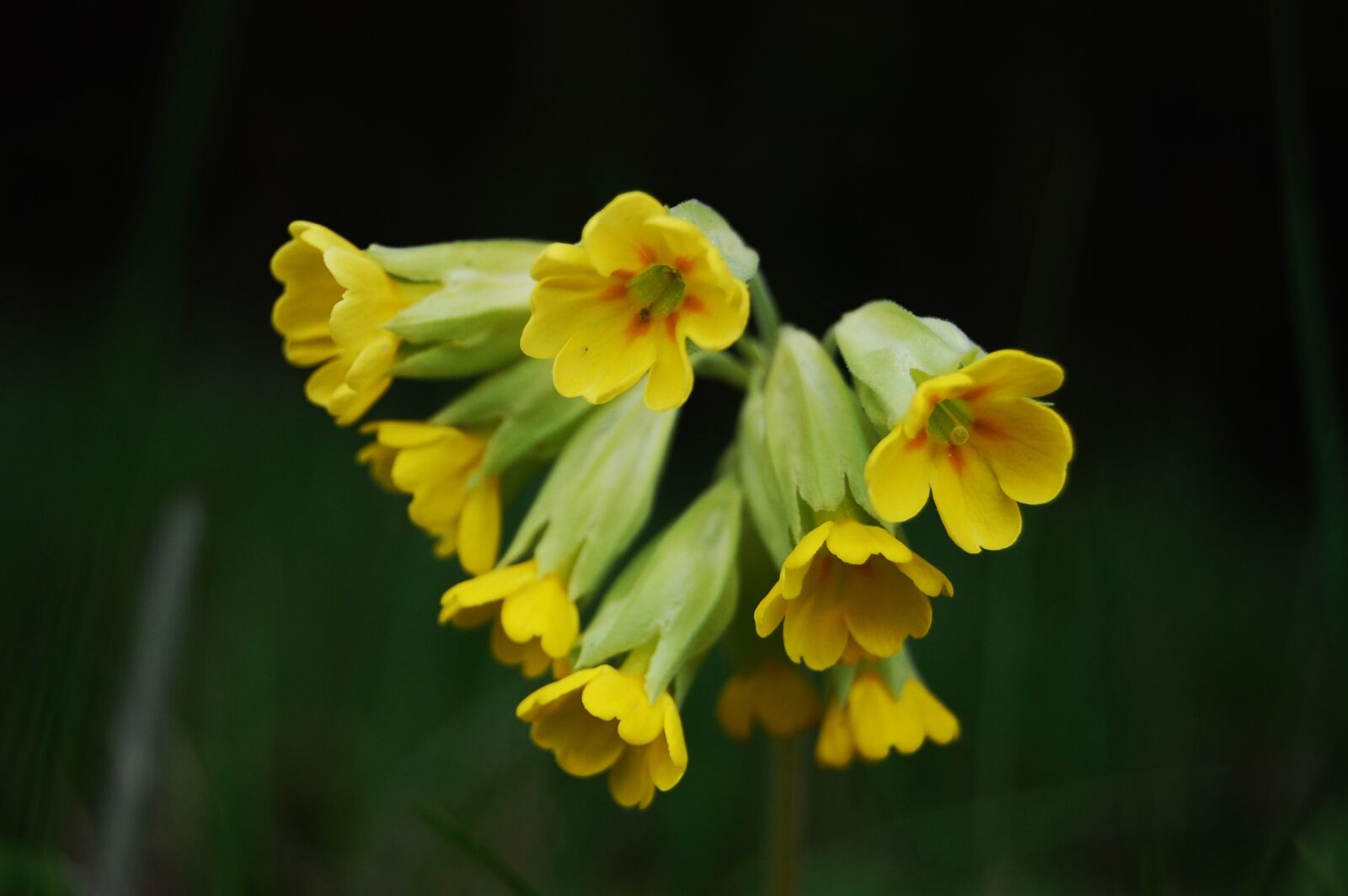 Nikon D40 sample photo. Wildflower, primrose, spring photography