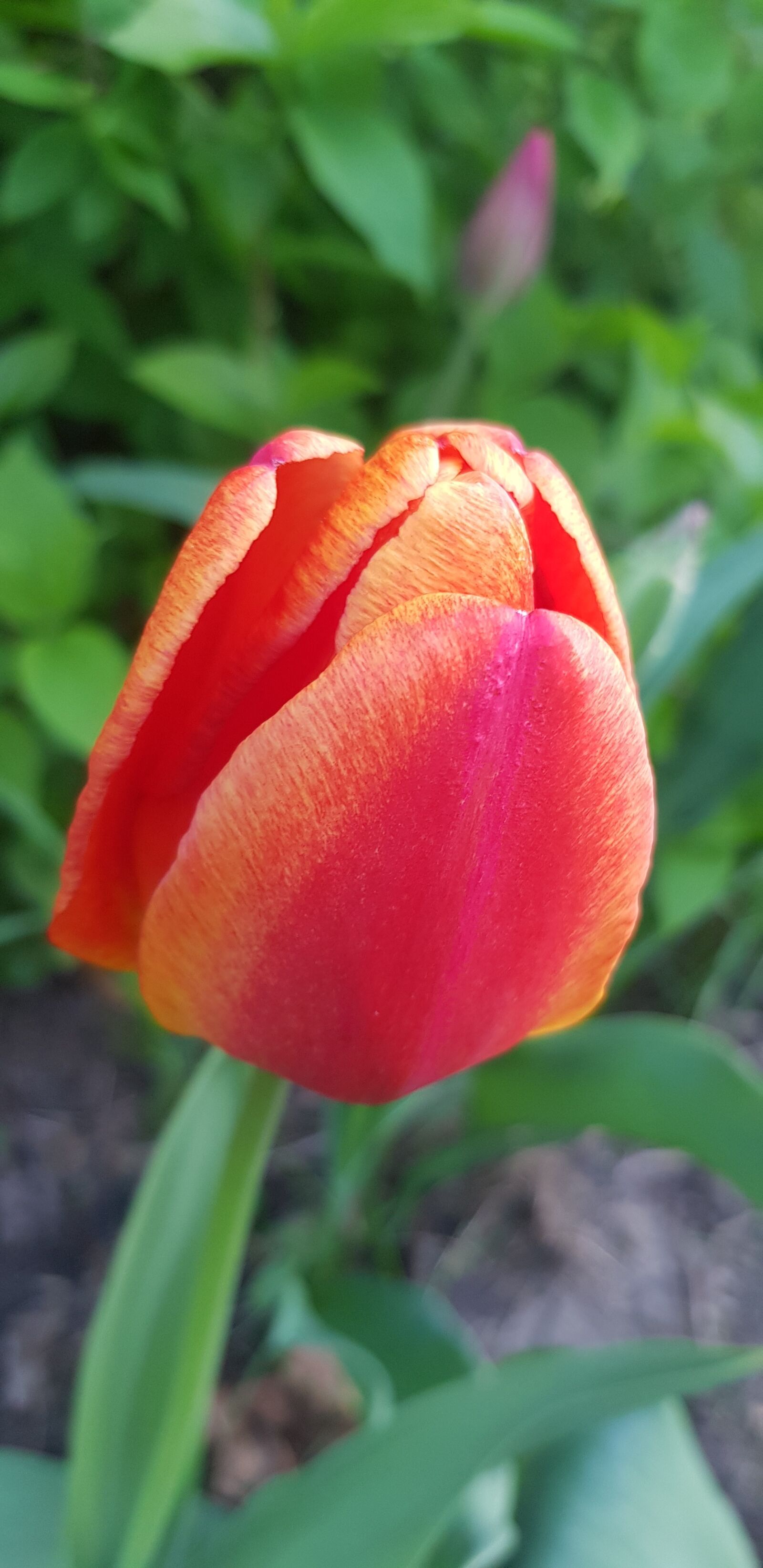 Samsung Galaxy S8 sample photo. Tulip, flower, spring photography