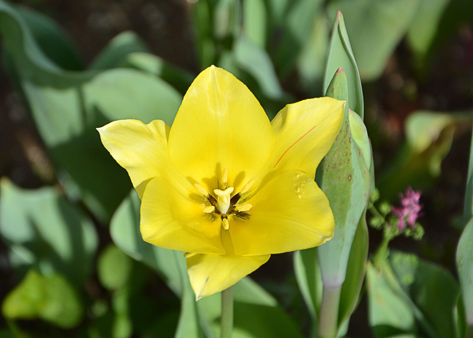 Nikon D7100 sample photo. Nature, plant, flower photography