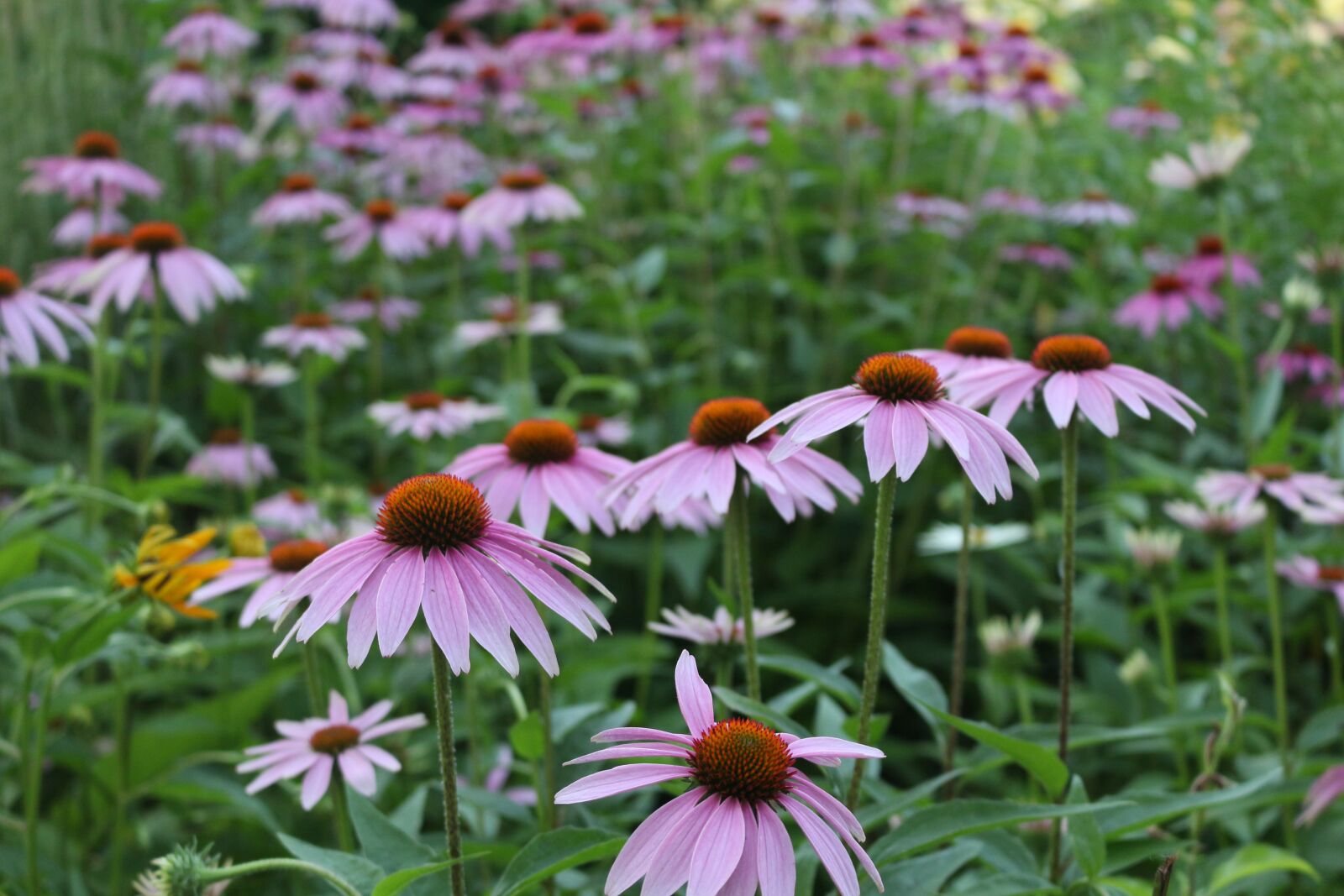 Canon EOS 700D (EOS Rebel T5i / EOS Kiss X7i) sample photo. Flower, butterfly, nature photography