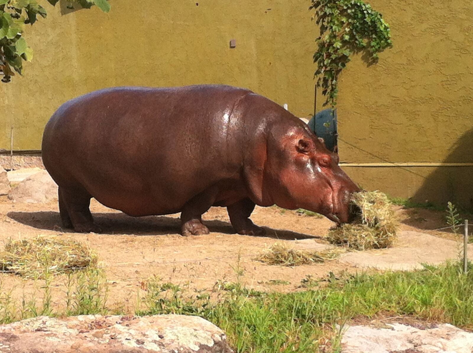 Apple iPhone 4 sample photo. Animals, vacancy, travel photography