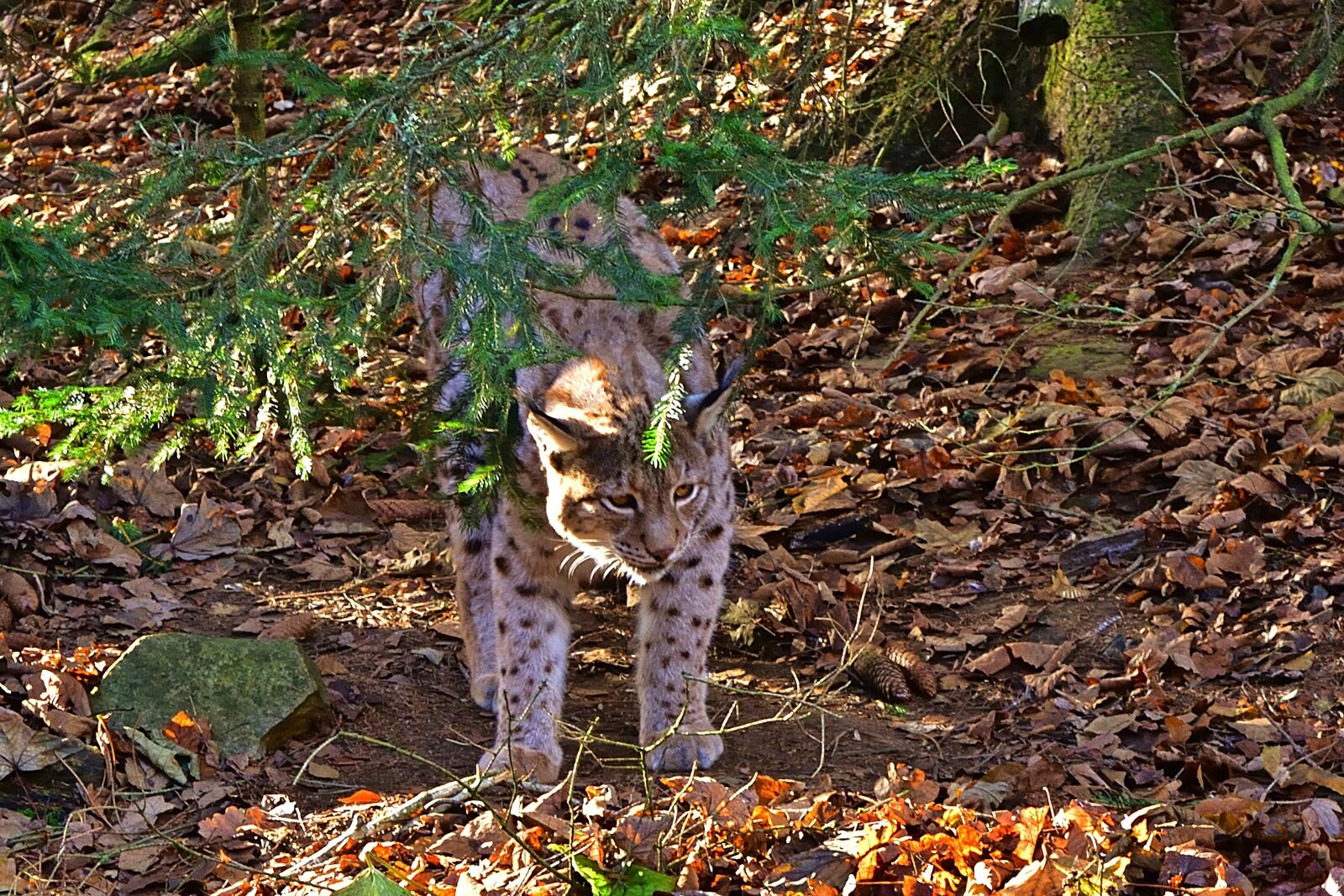 Nikon D5200 sample photo. Nature, animal world, lynx photography