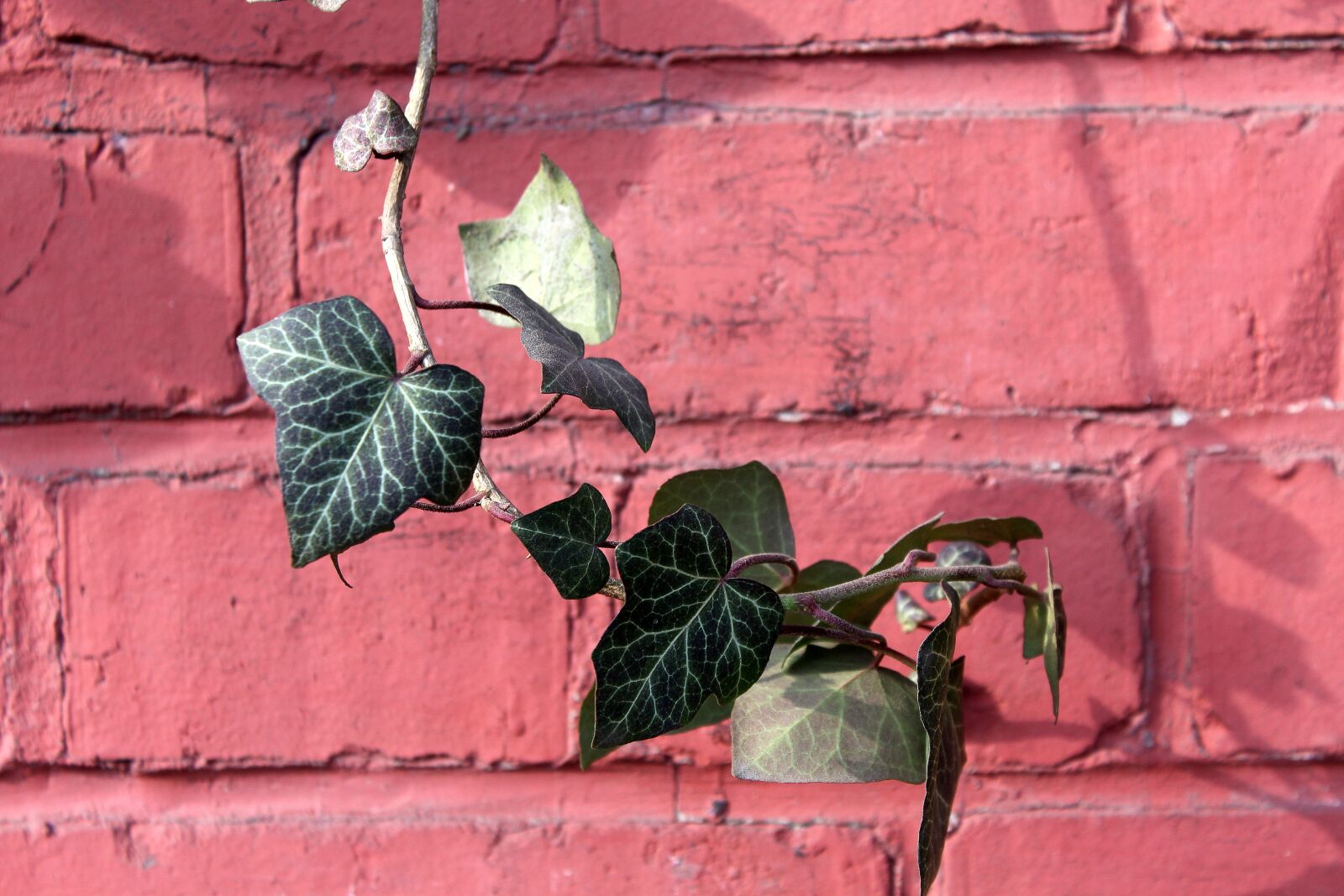 Canon EOS 1200D (EOS Rebel T5 / EOS Kiss X70 / EOS Hi) sample photo. Ivy, creeper, green photography