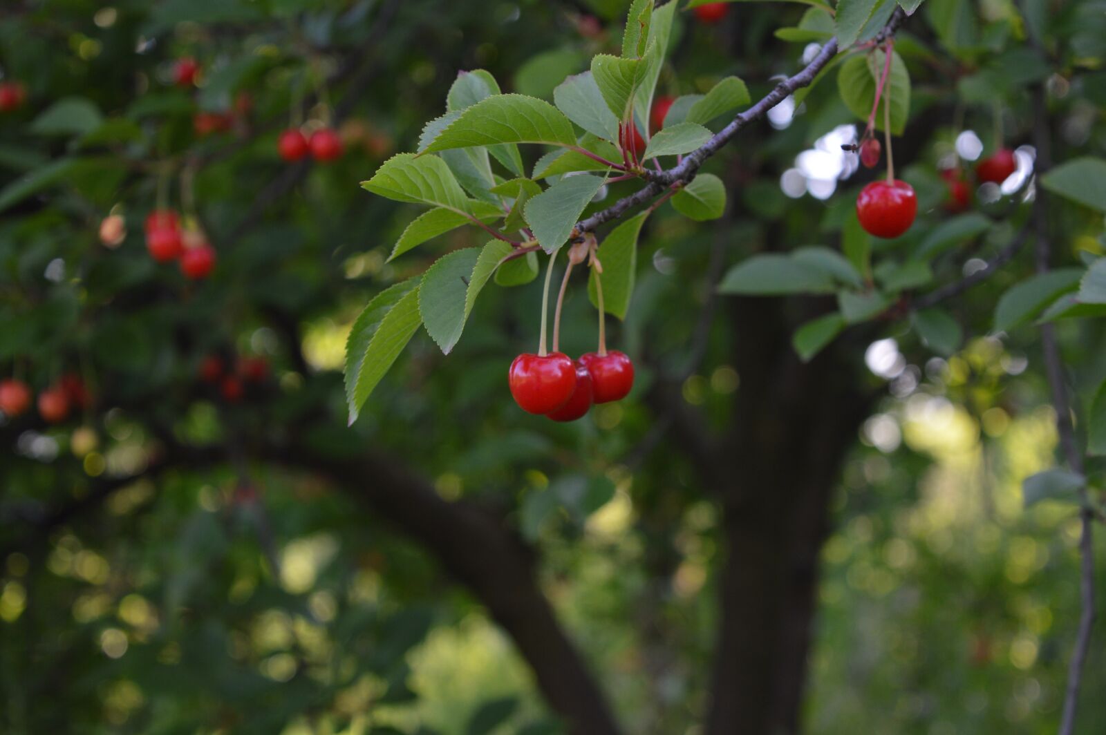 Nikon D3200 sample photo. Cherry, fruit, nature photography