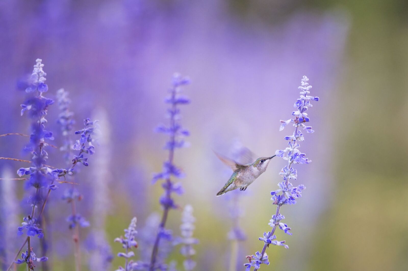 Nikon D4S sample photo. Animal, hummingbird, bird photography