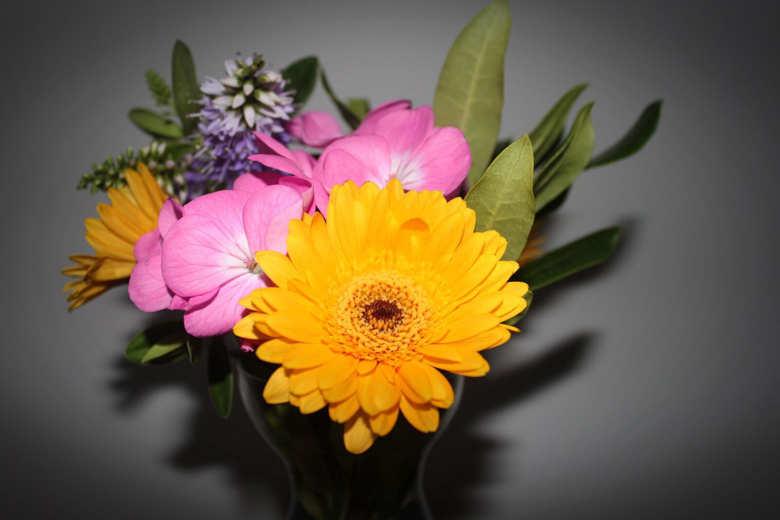 Canon EOS 500D (EOS Rebel T1i / EOS Kiss X3) sample photo. Flowers, nature photography