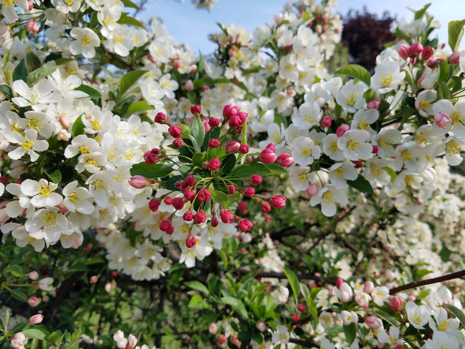 Samsung Galaxy S7 Edge sample photo. Flowers, crabapple, blossom photography