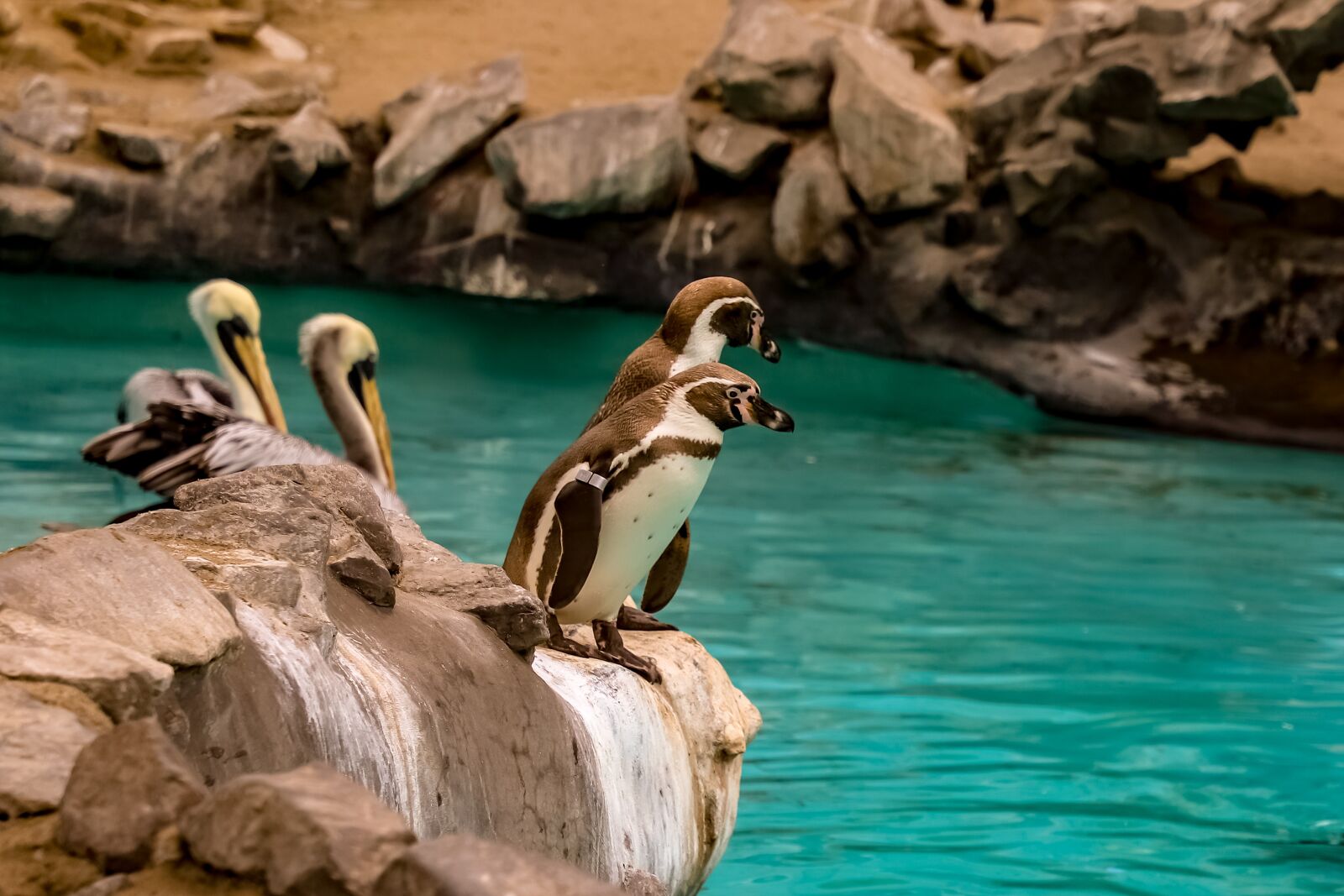 Canon EOS 6D Mark II sample photo. Penguin, zoo, park photography