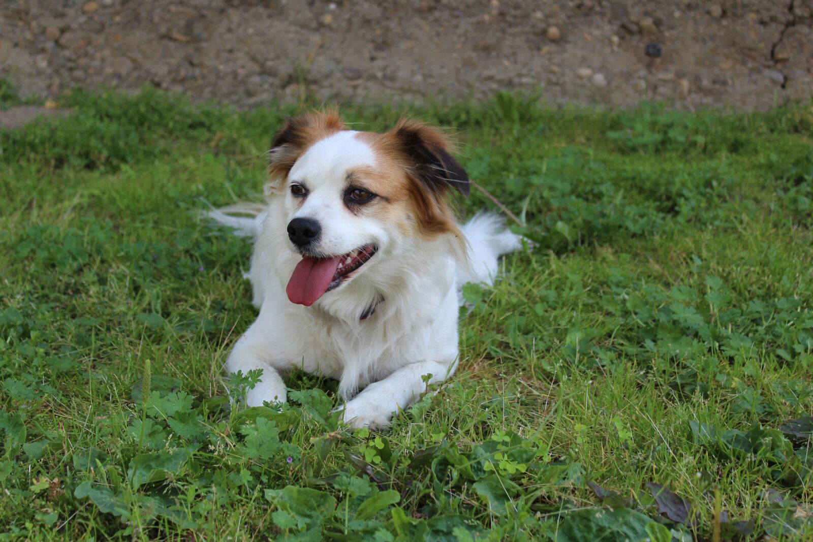 Canon EOS 1300D (EOS Rebel T6 / EOS Kiss X80) sample photo. Dog, p ochacz, happy photography