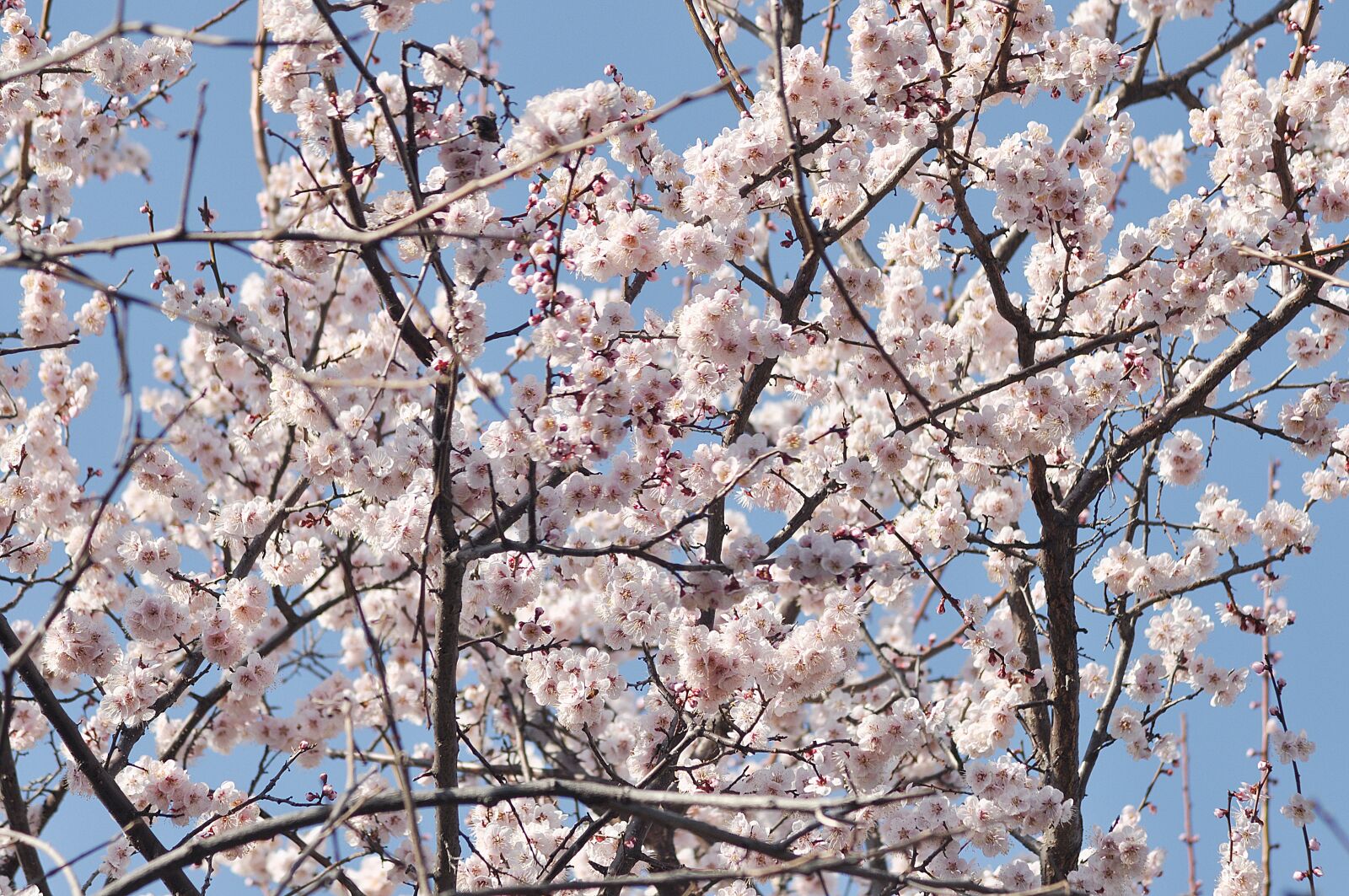 Nikon D90 sample photo. Plum, prunus mume, flowers photography