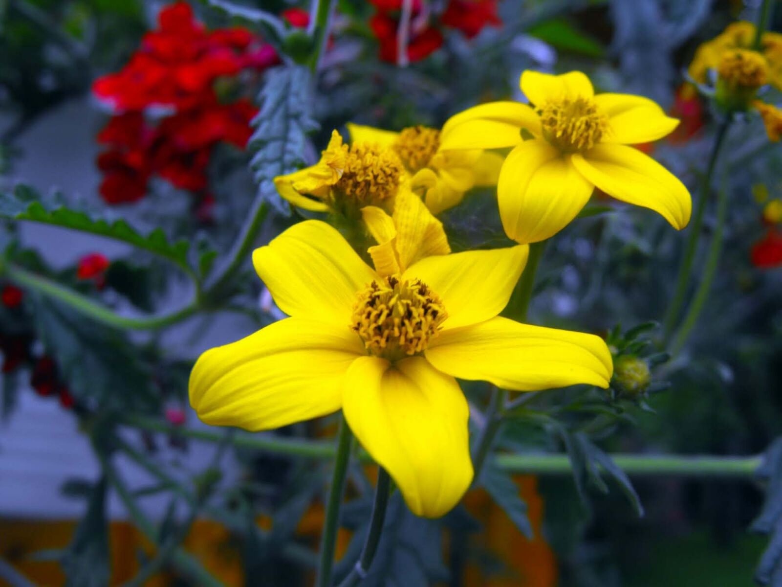 Fujifilm FinePix S1000fd sample photo. Flowers, geraniums, yellow flowers photography