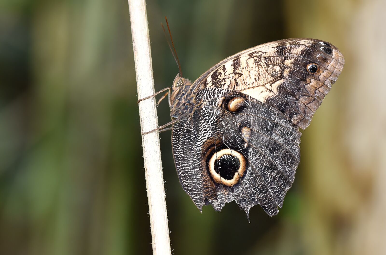 Nikon D810 sample photo. Butterfly, kelebek, doğa photography