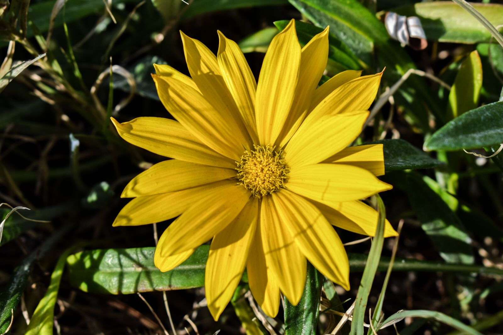 Nikon D3300 sample photo. Gazania, yellow, flower photography