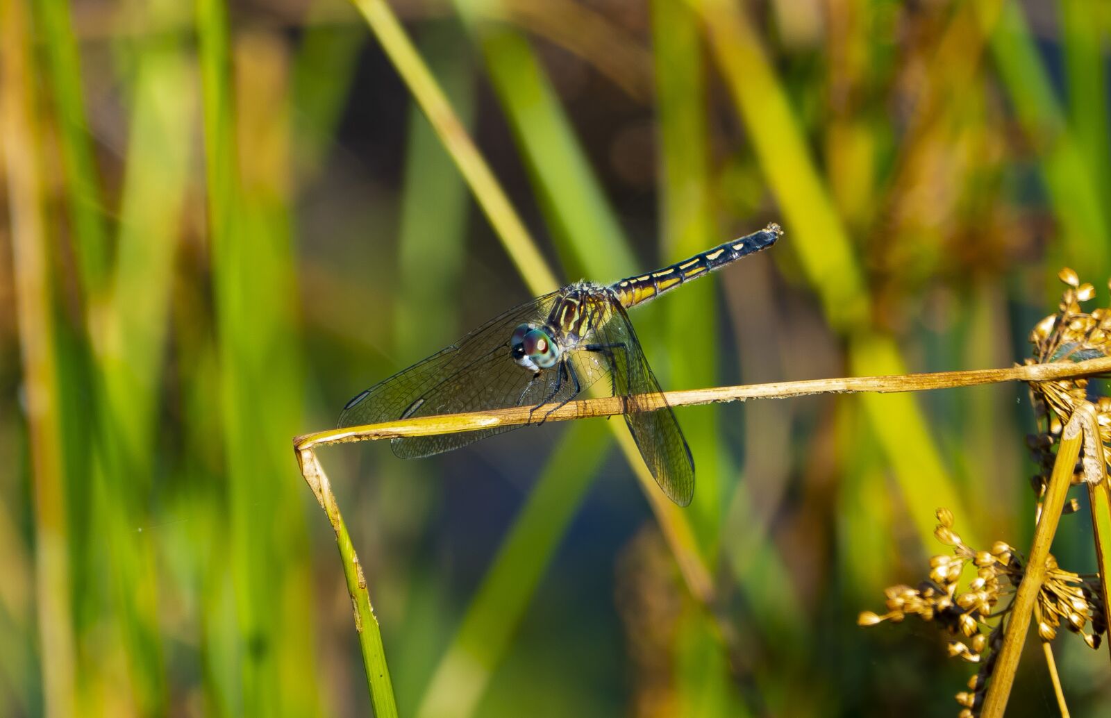 Panasonic Lumix DMC-FZ1000 sample photo. Dragonfly, insect, bug photography