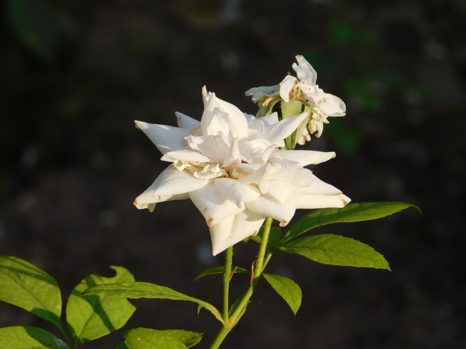 Nikon Coolpix B500 sample photo. White flower photography