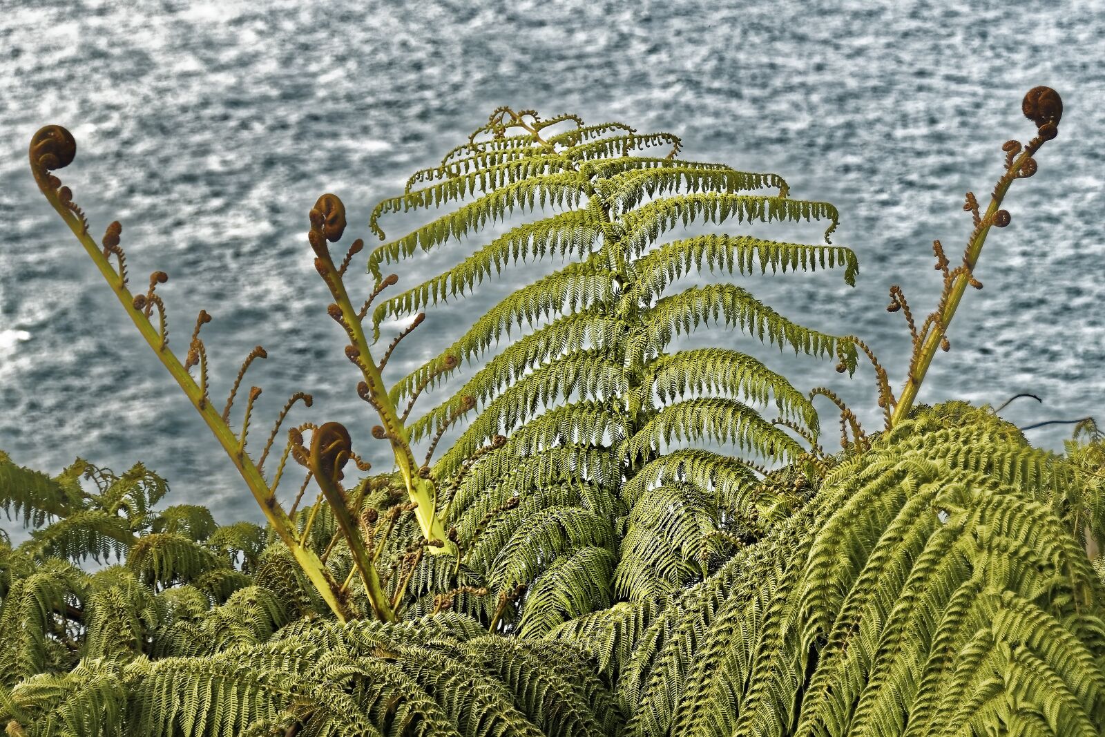 Nikon D500 sample photo. Silver fern, fern, flora photography