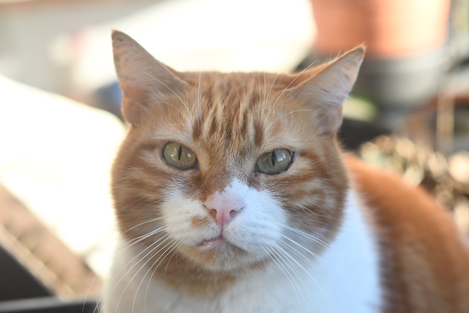 Nikon D7500 sample photo. Animal, cat, muzzle photography