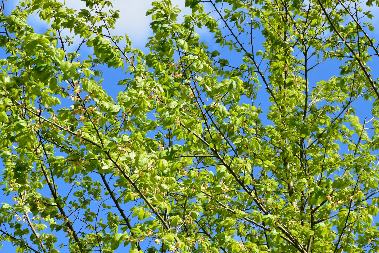 Nikon D5500 sample photo. Leaf, beech, leaves photography
