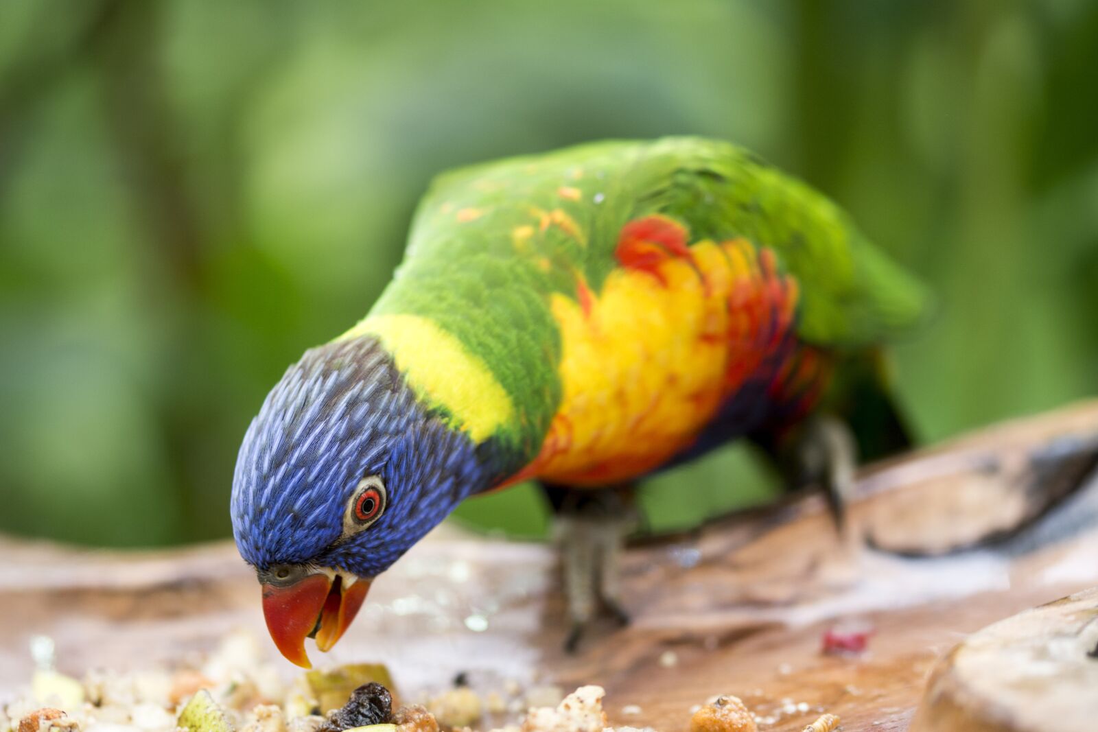 Nikon D5200 sample photo. Parrot, bird, eating photography