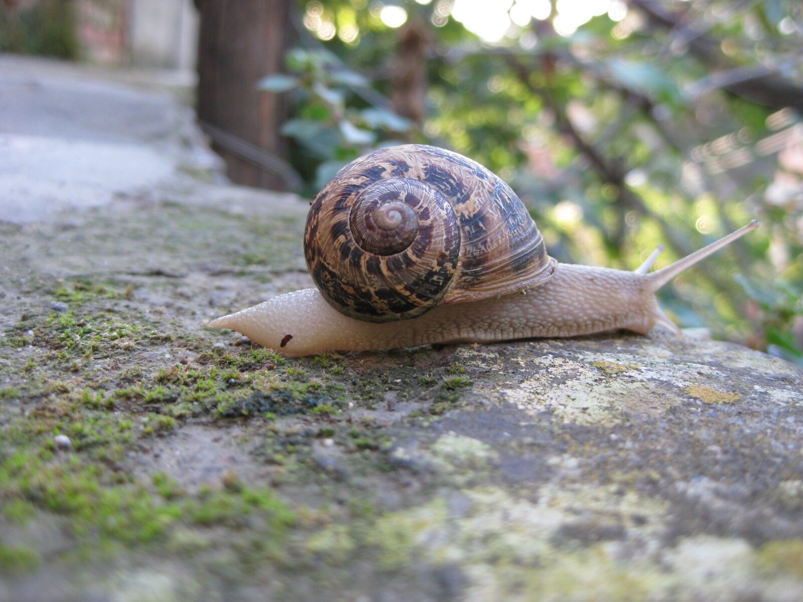 Canon PowerShot SD1100 IS (Digital IXUS 80 IS / IXY Digital 20 IS) sample photo. Nature, snail, garden photography