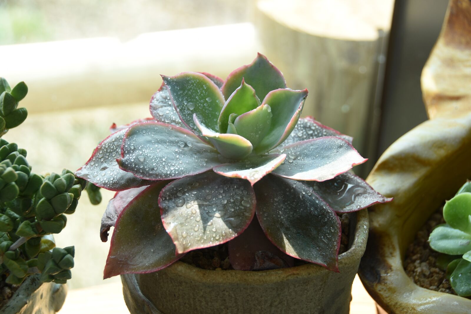Nikon D7200 sample photo. Spring, a fleshy plant photography