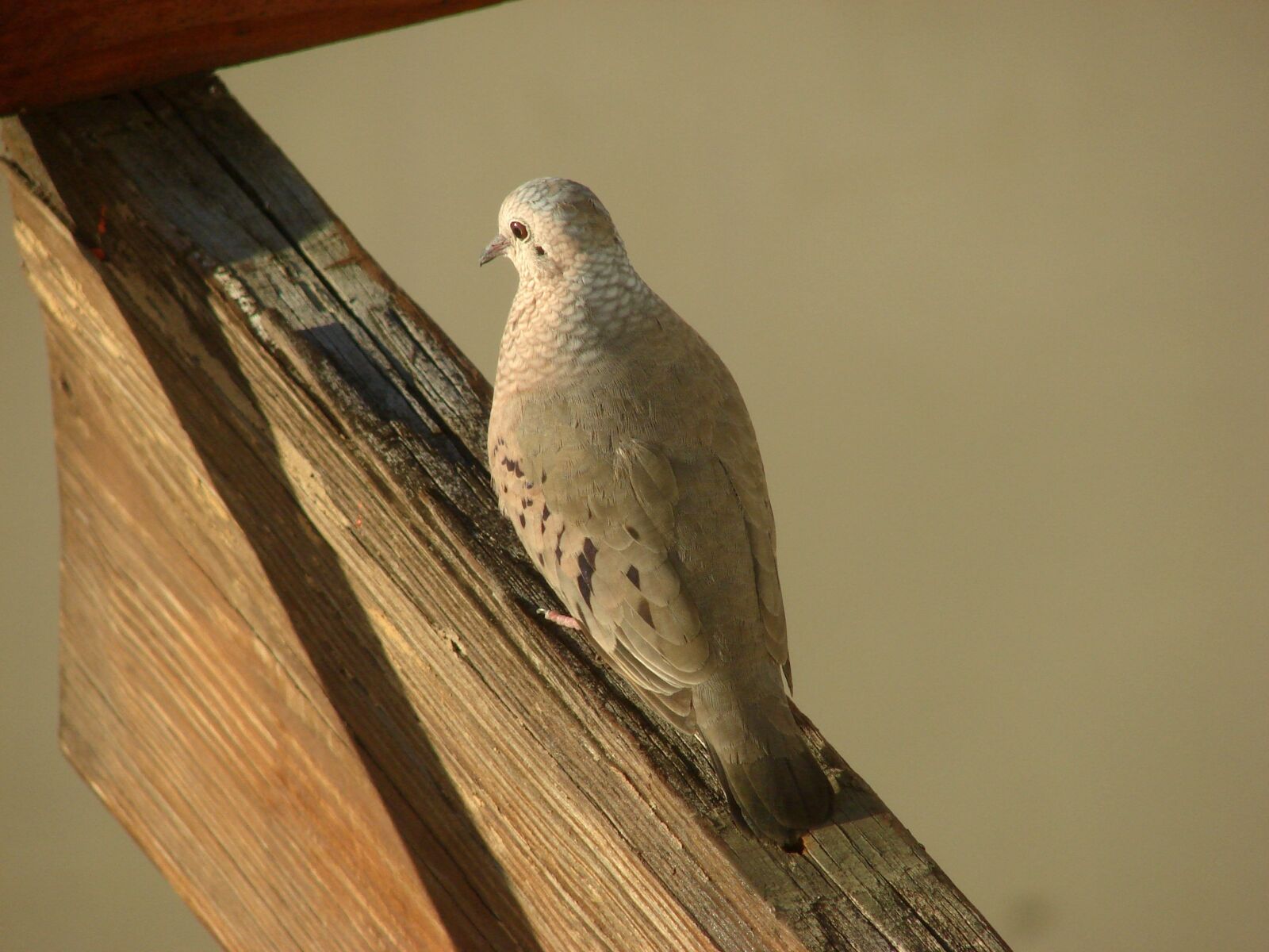 Sony DSC-H2 sample photo. Ave, columbina passerina, caribbean photography