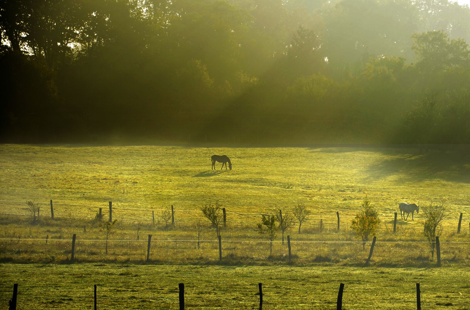 Nikon D5100 sample photo. Horse, fog, nature photography